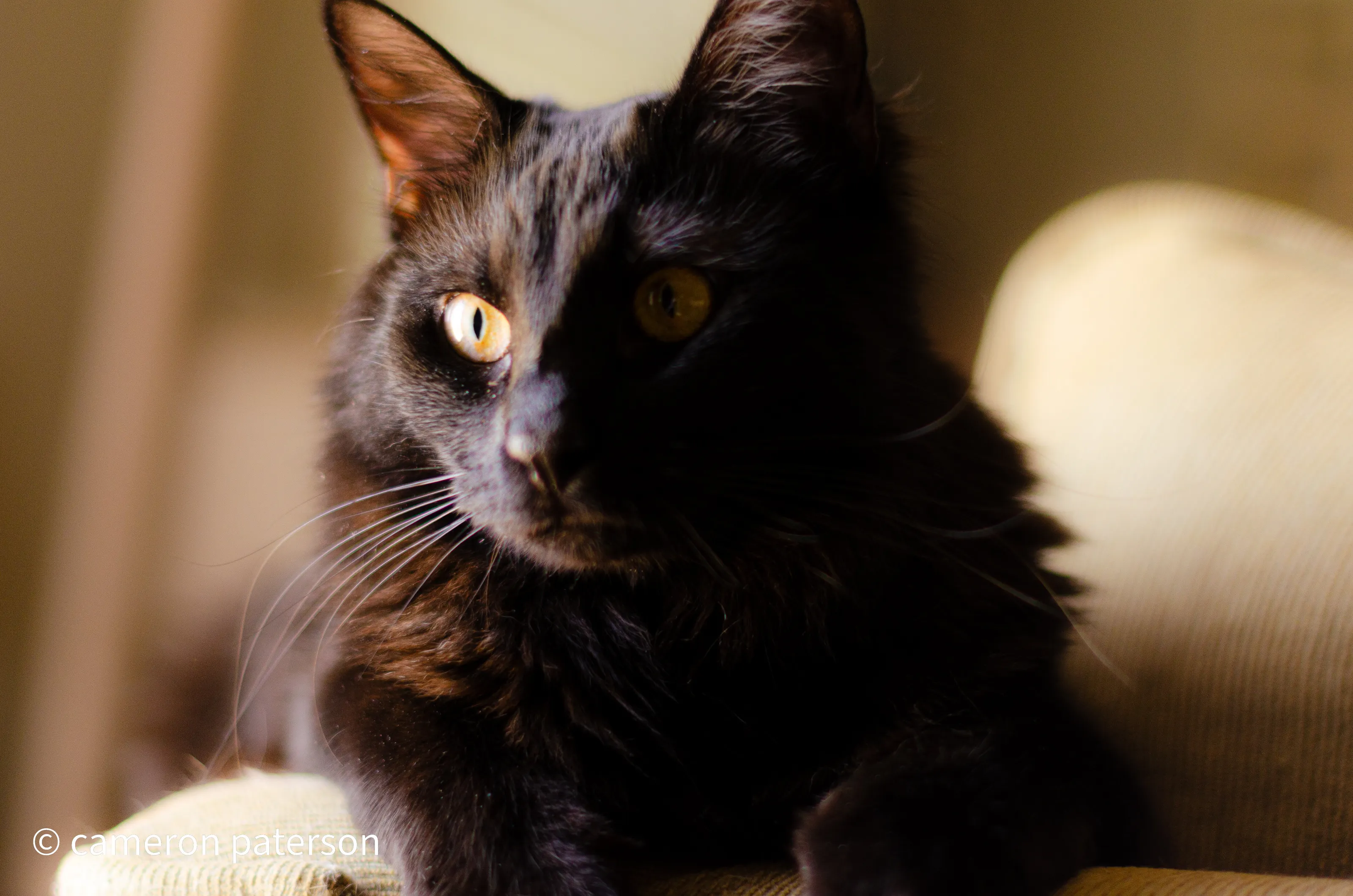 Kitty
