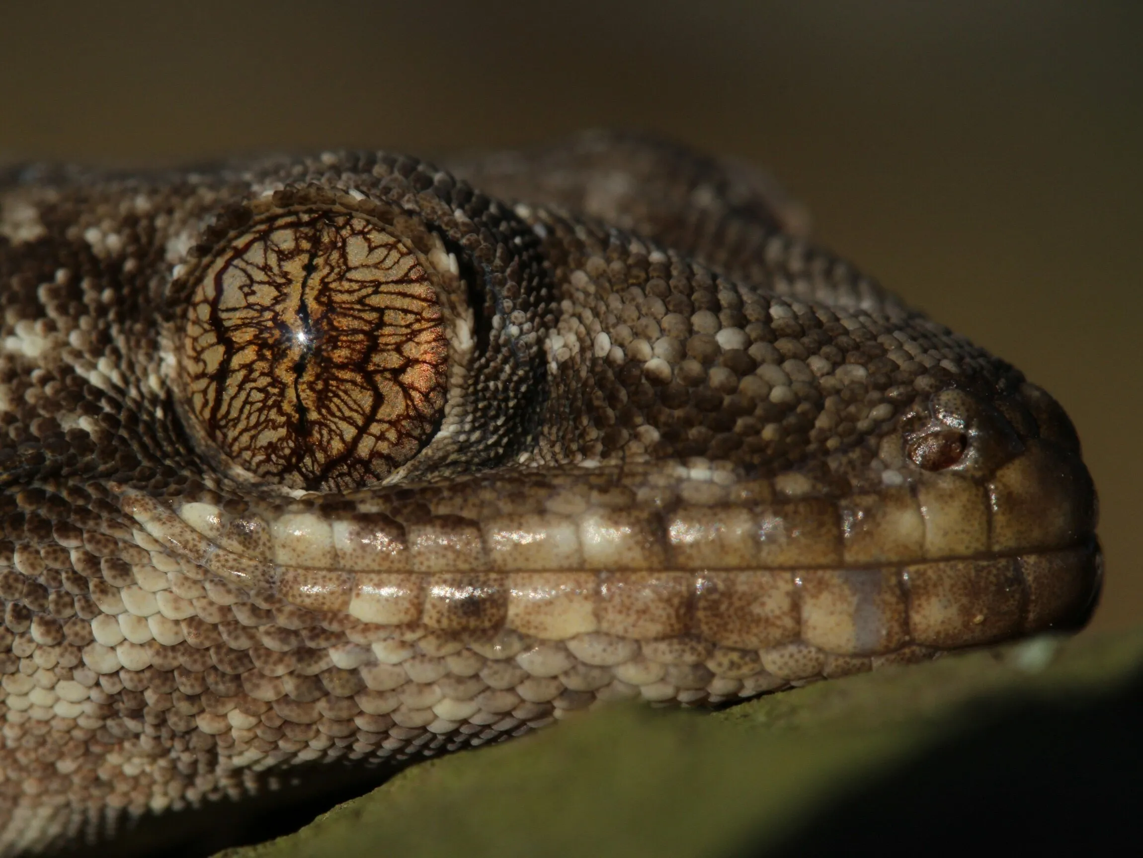 Velvet gecko