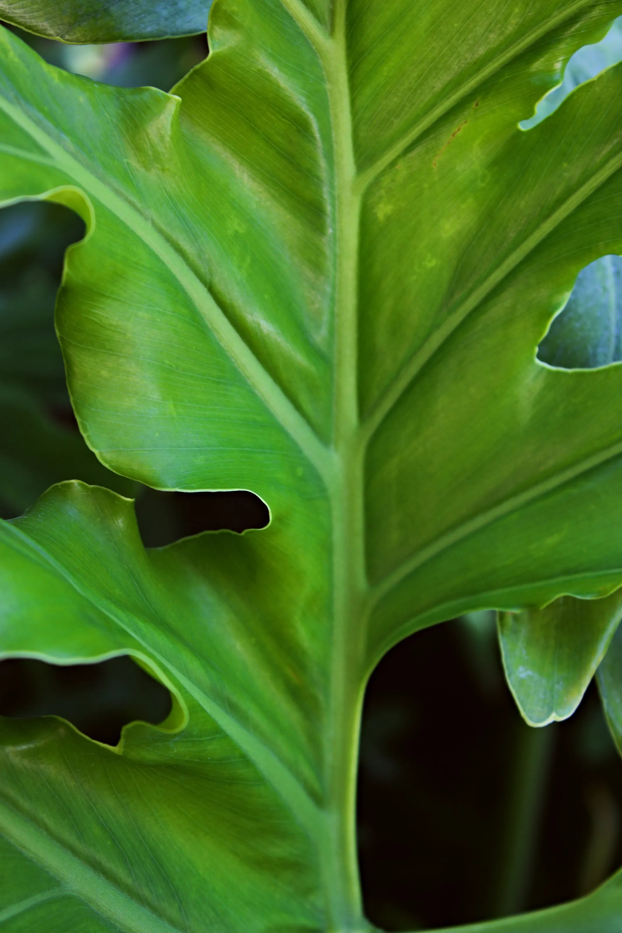 Greenery Detail