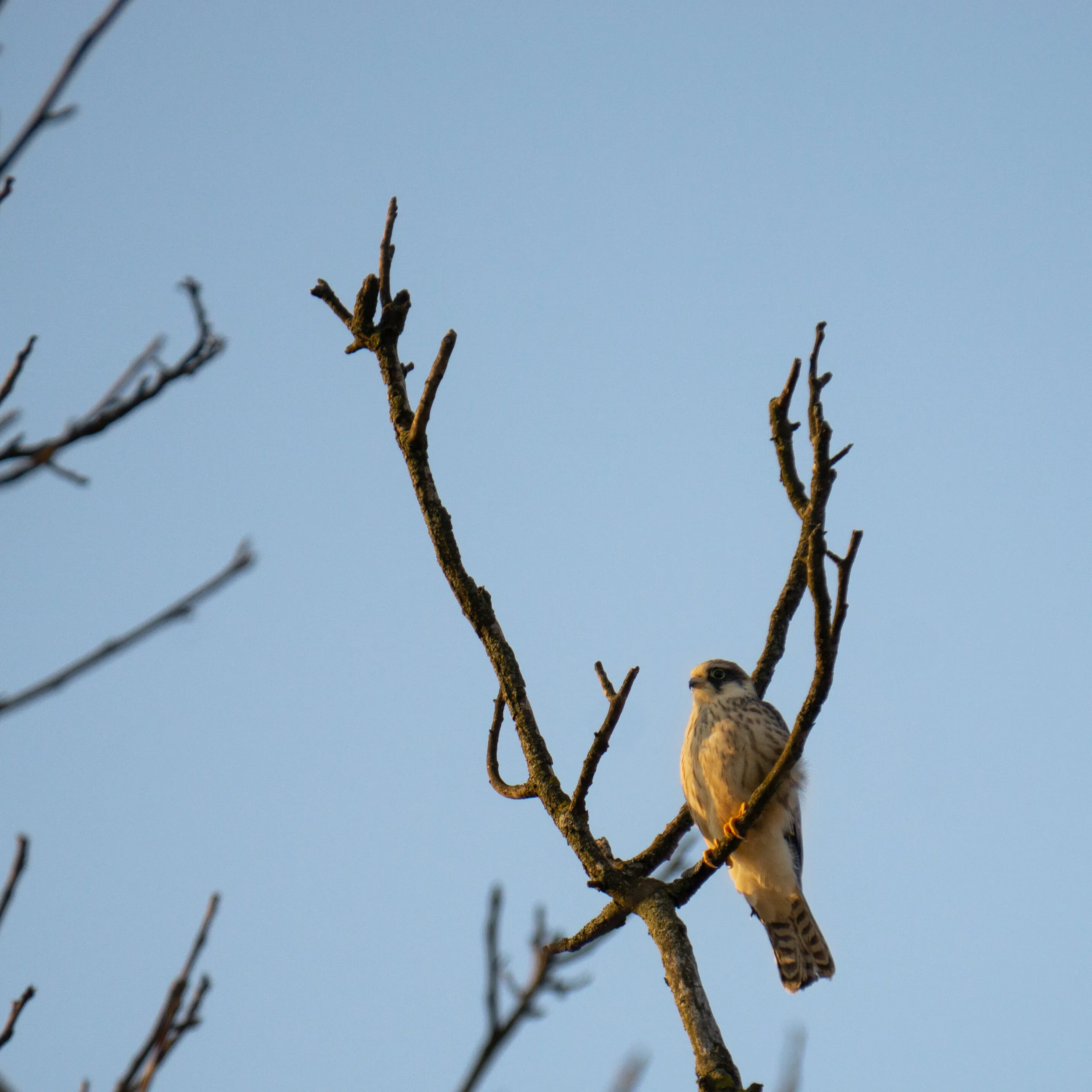 Guardian of the tree