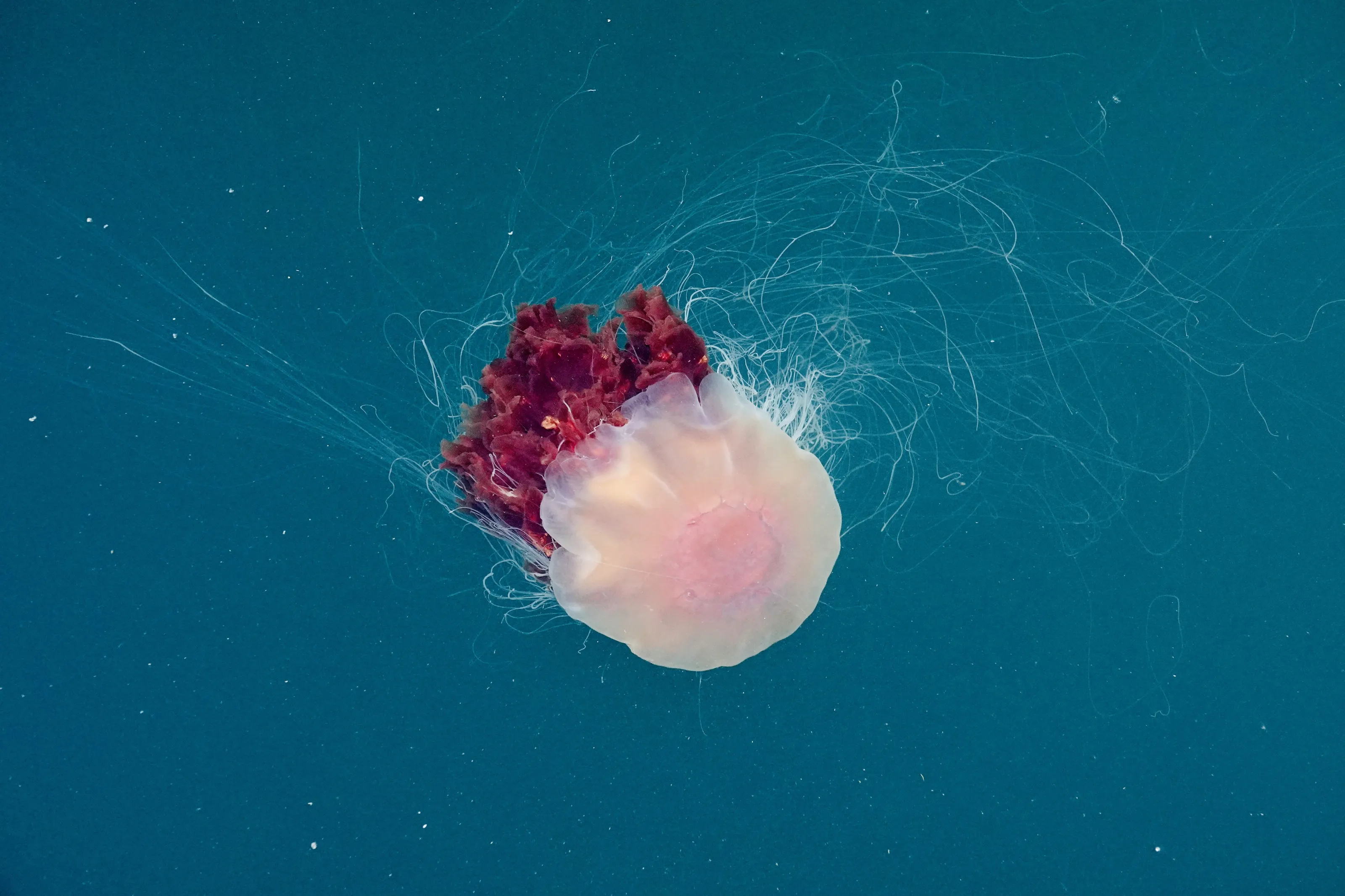 Lion's mane jellyfish