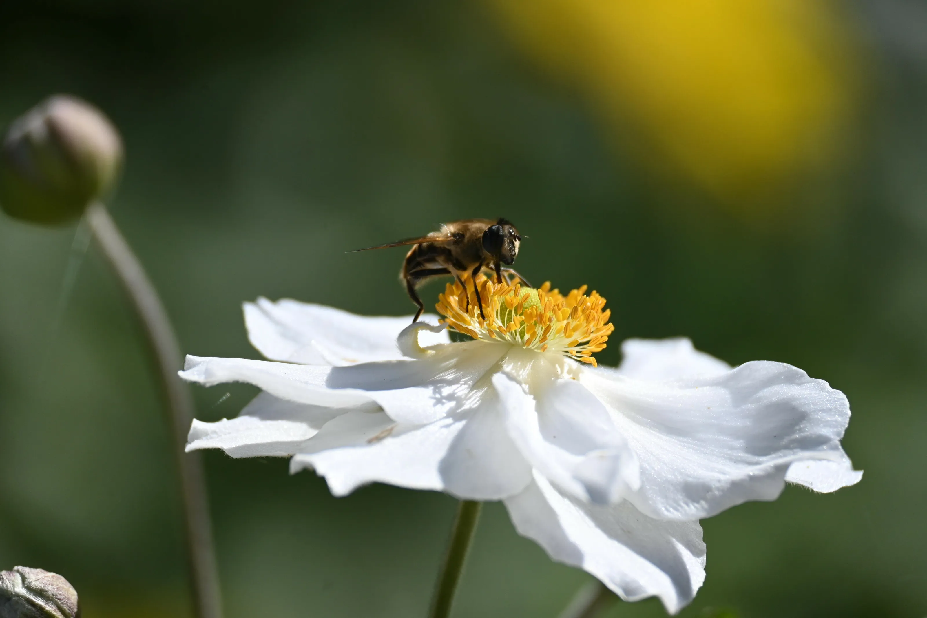 White Pollination