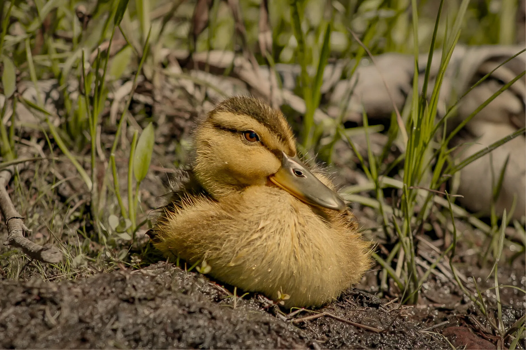 Mallard Duckling