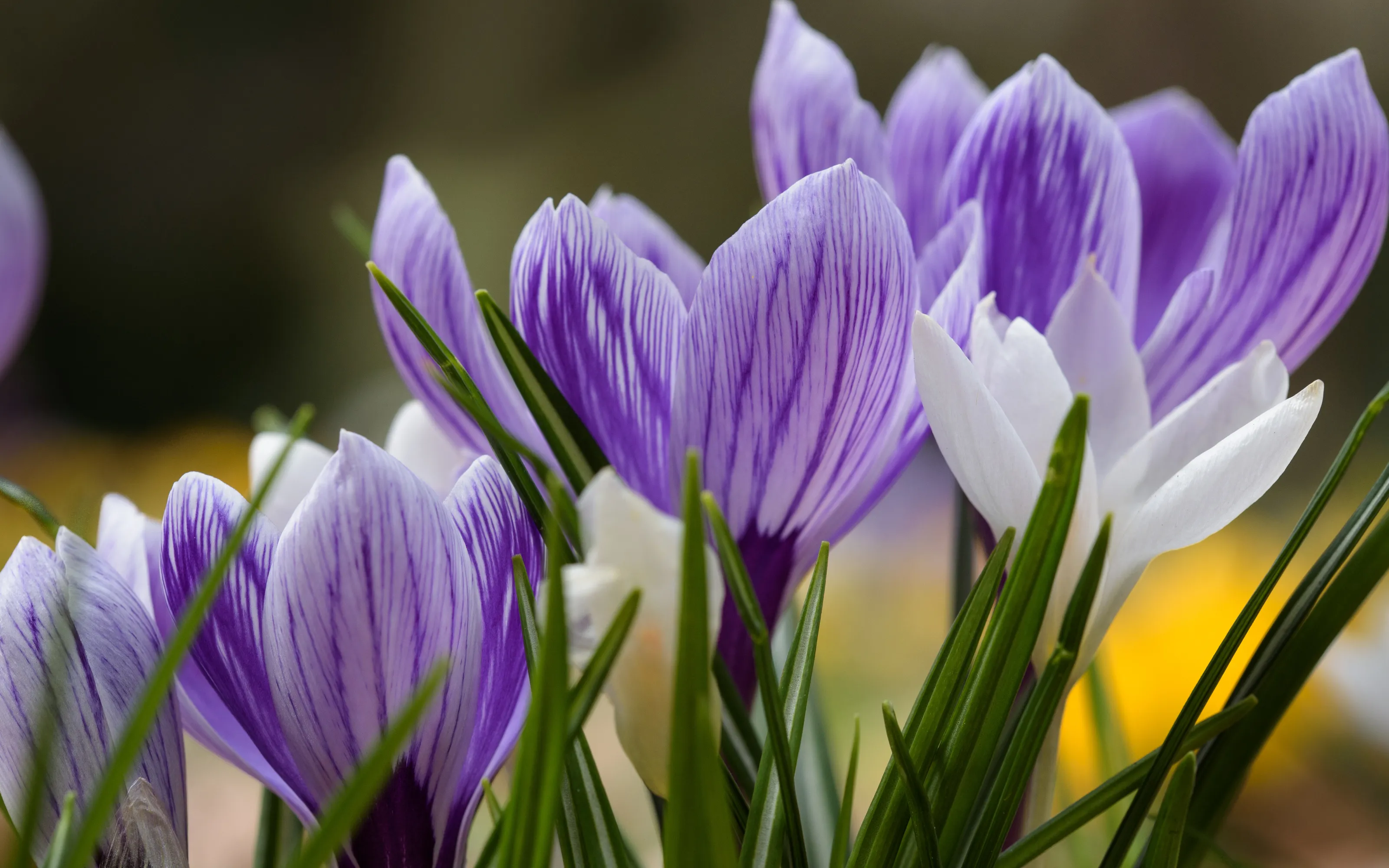 Crocus and Snowdrops 2