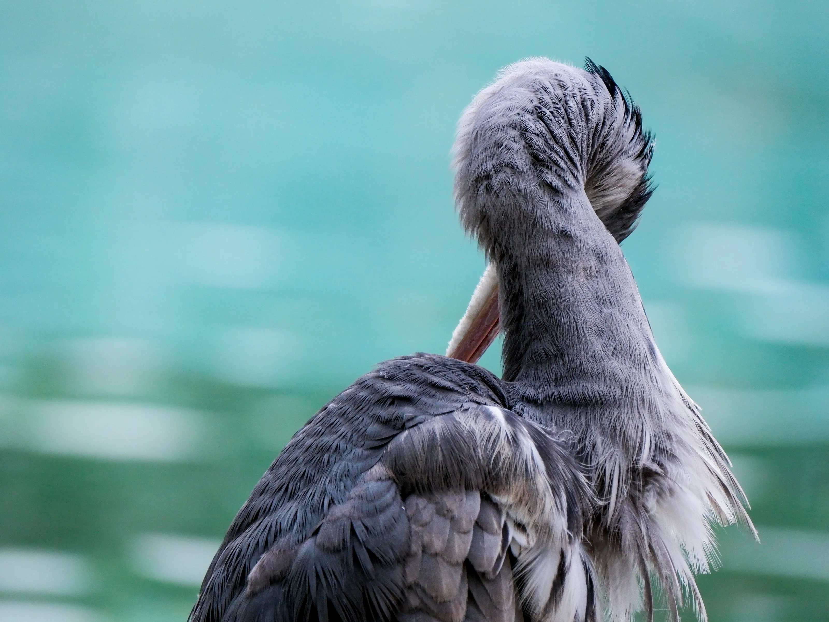 Grey Heron