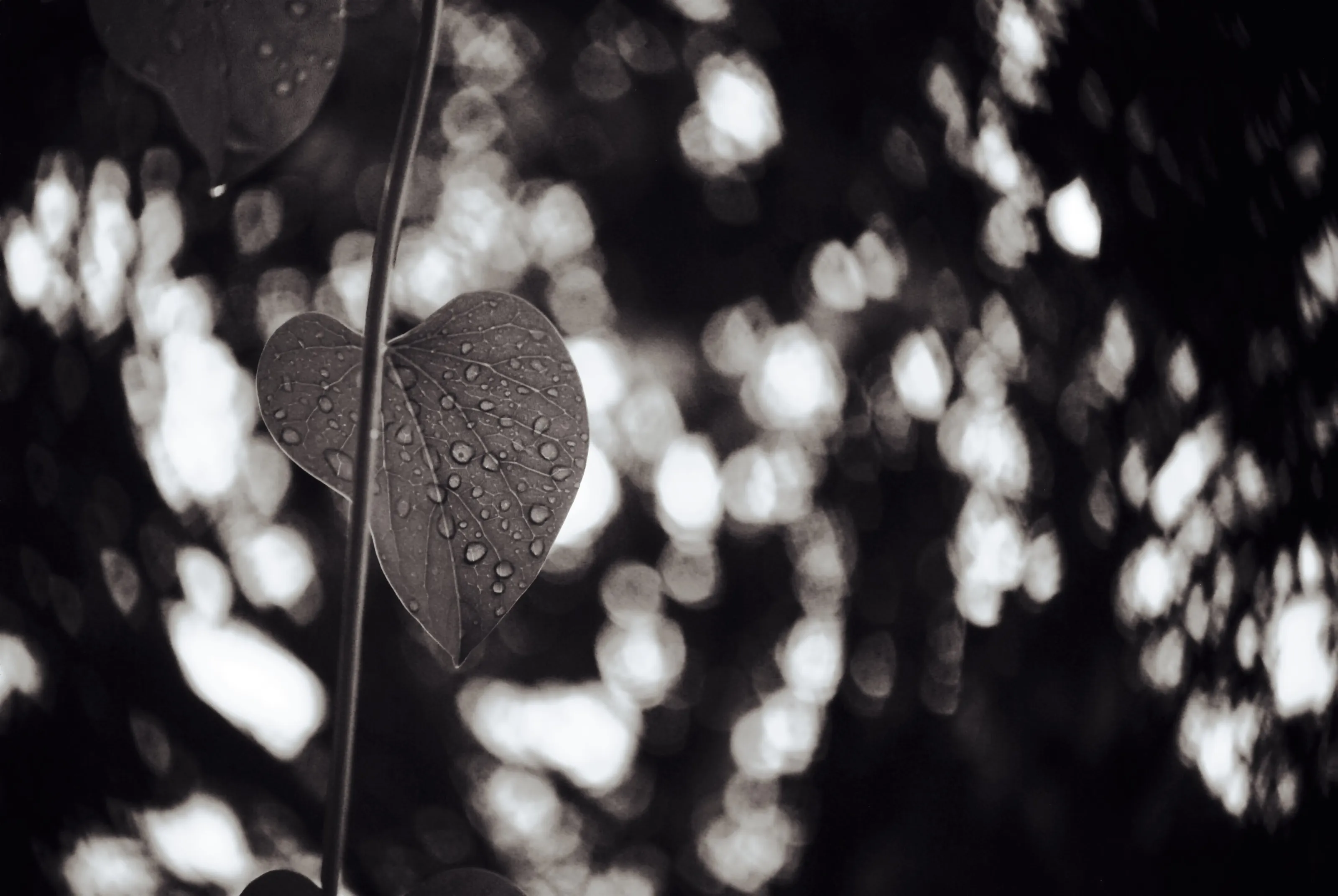 Jewels of nature.