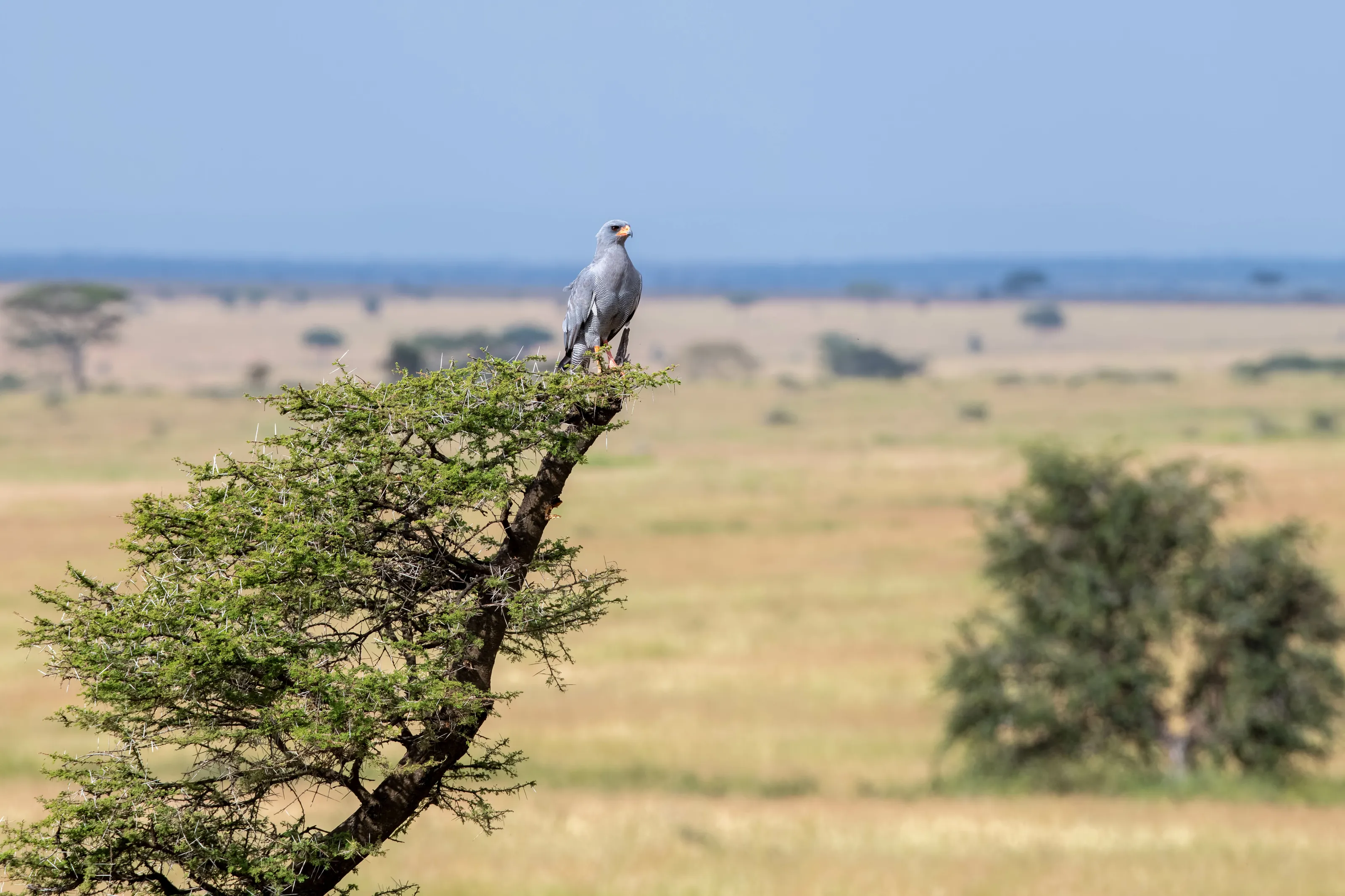 Goshawk on watch