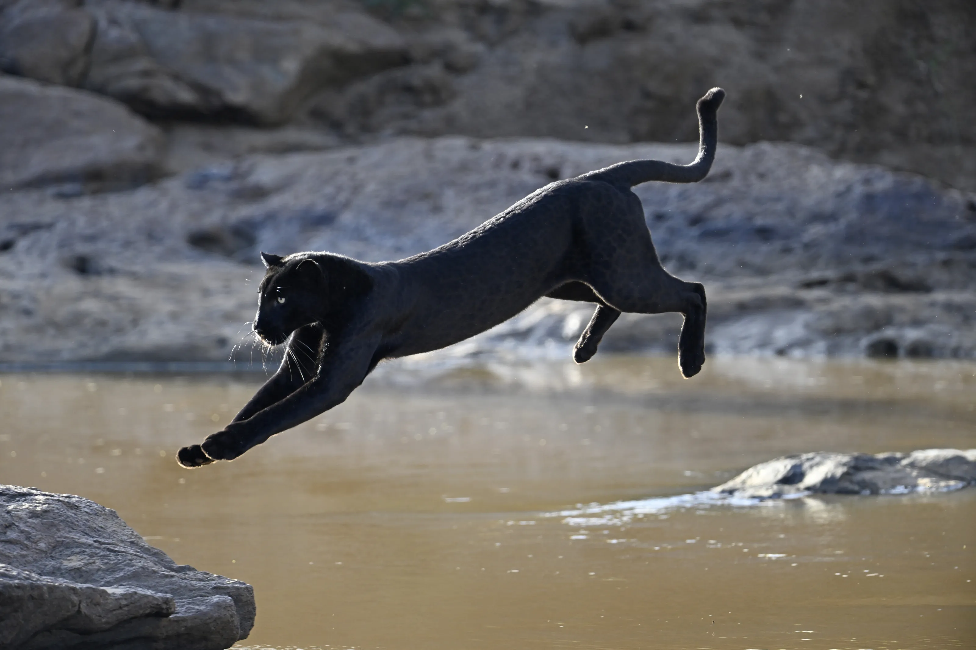 Leap of Elegance: The Enchanted Flight of the Elusive Black Panther