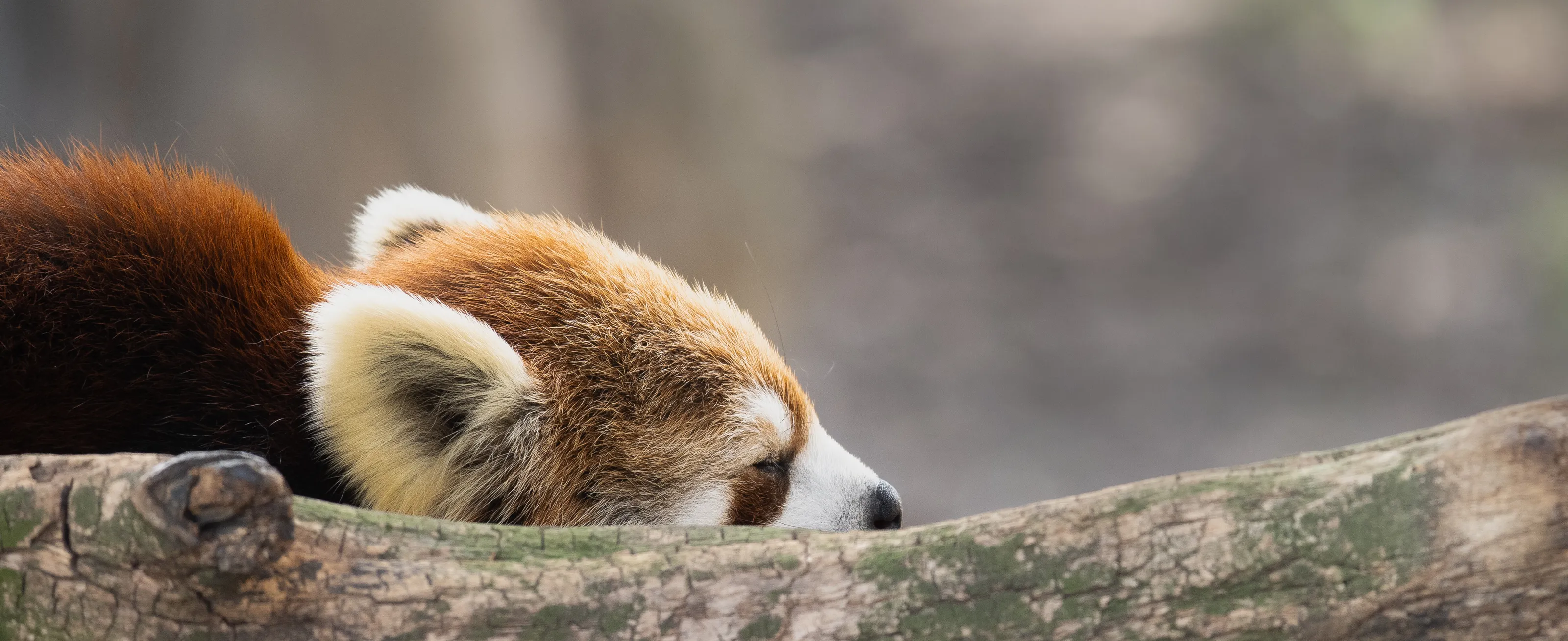 Sleeping Red Panda