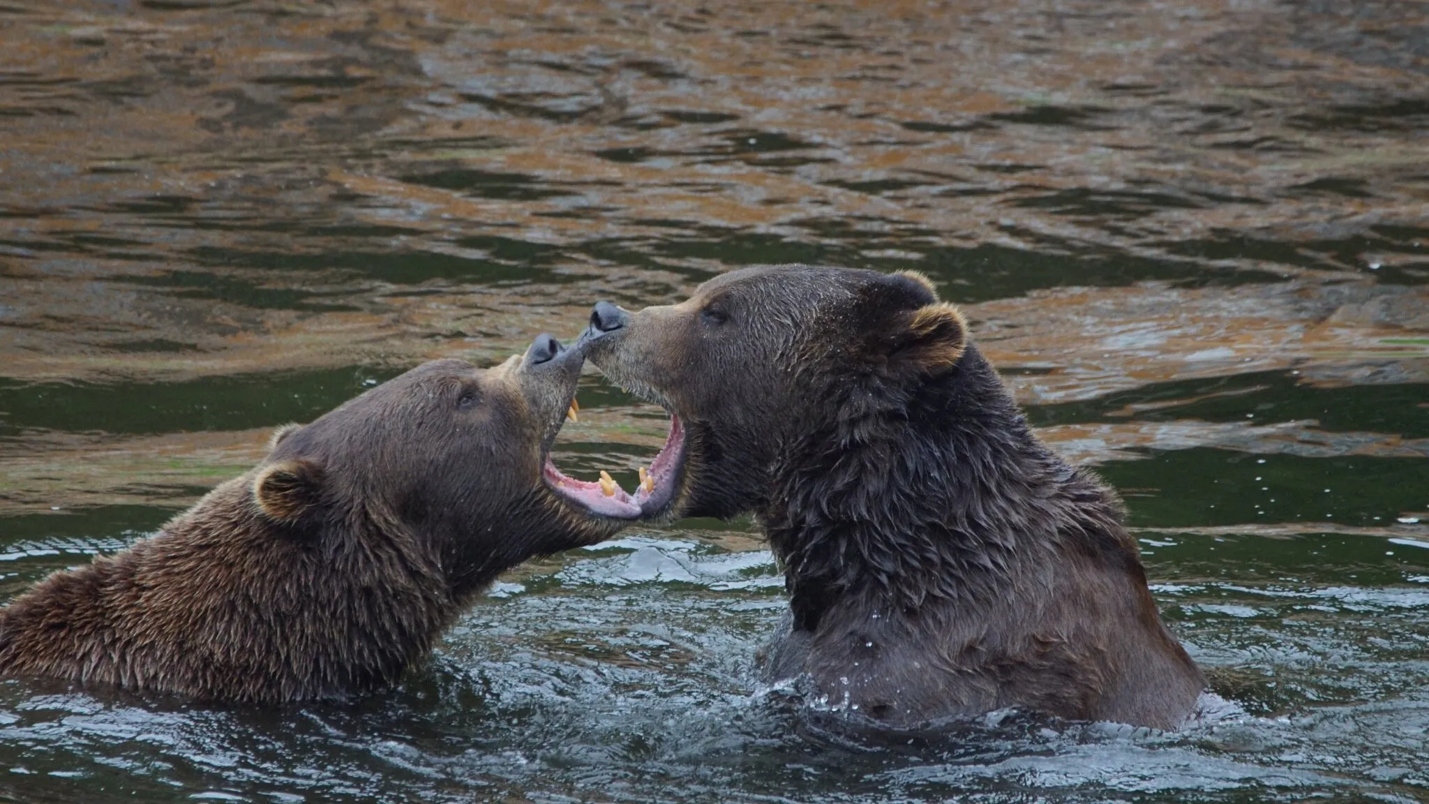 Grizzlies at play