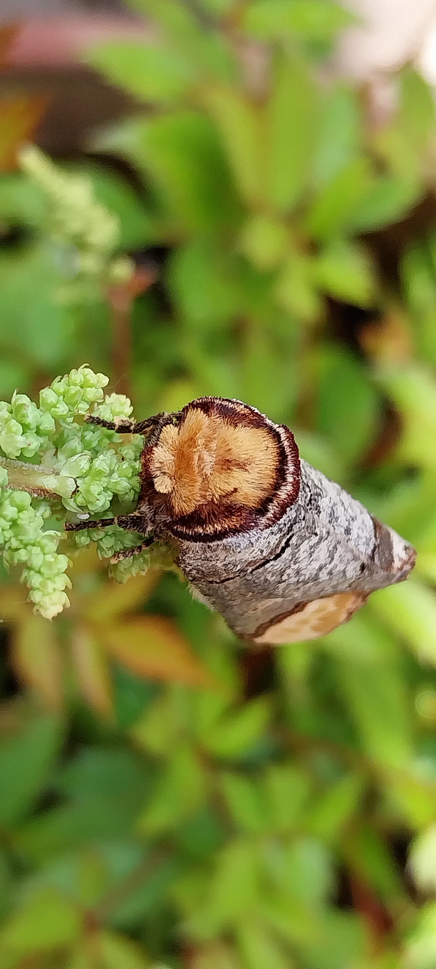 Buff tip moth