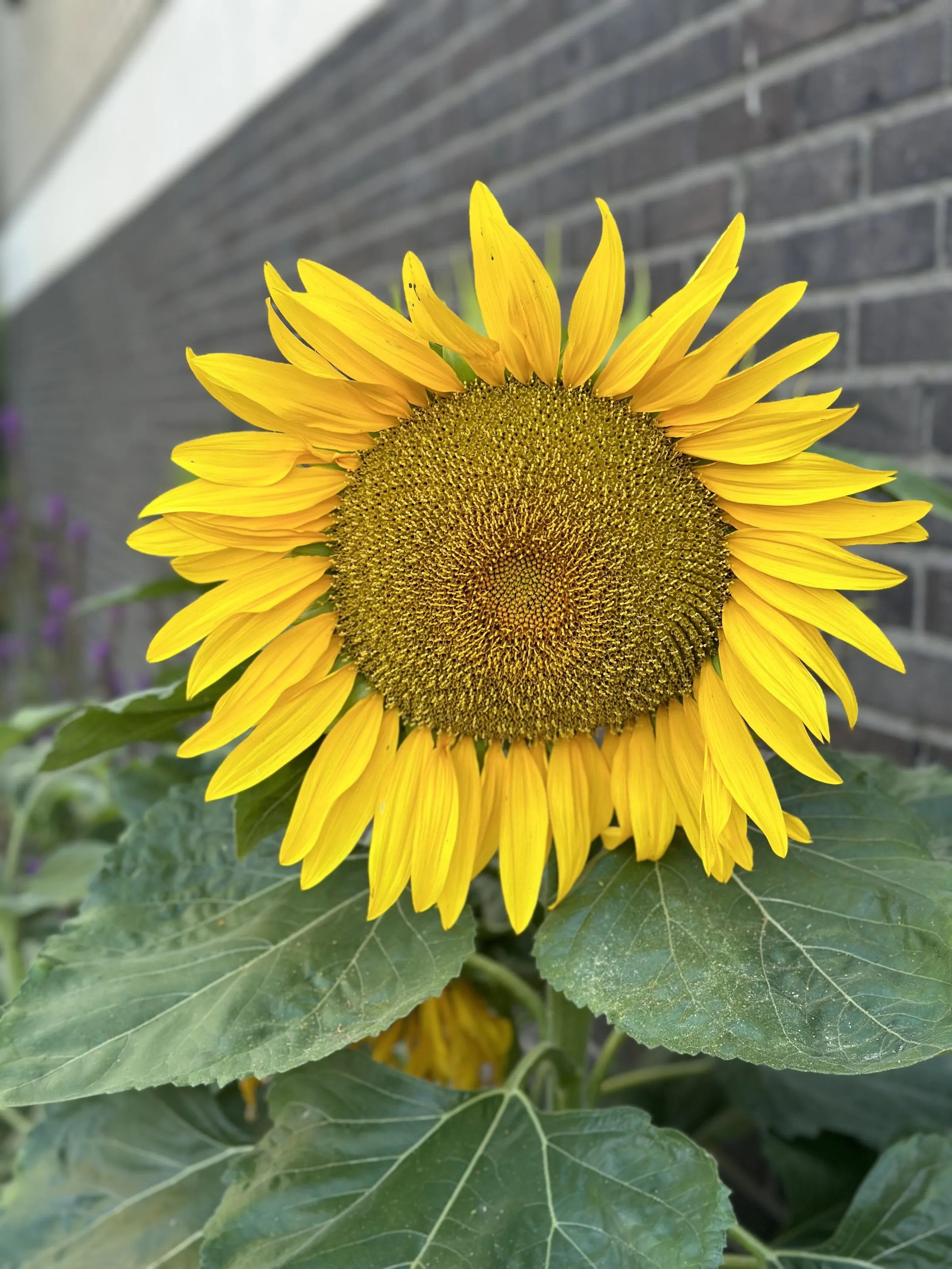 A morning with sunflower and sunshine