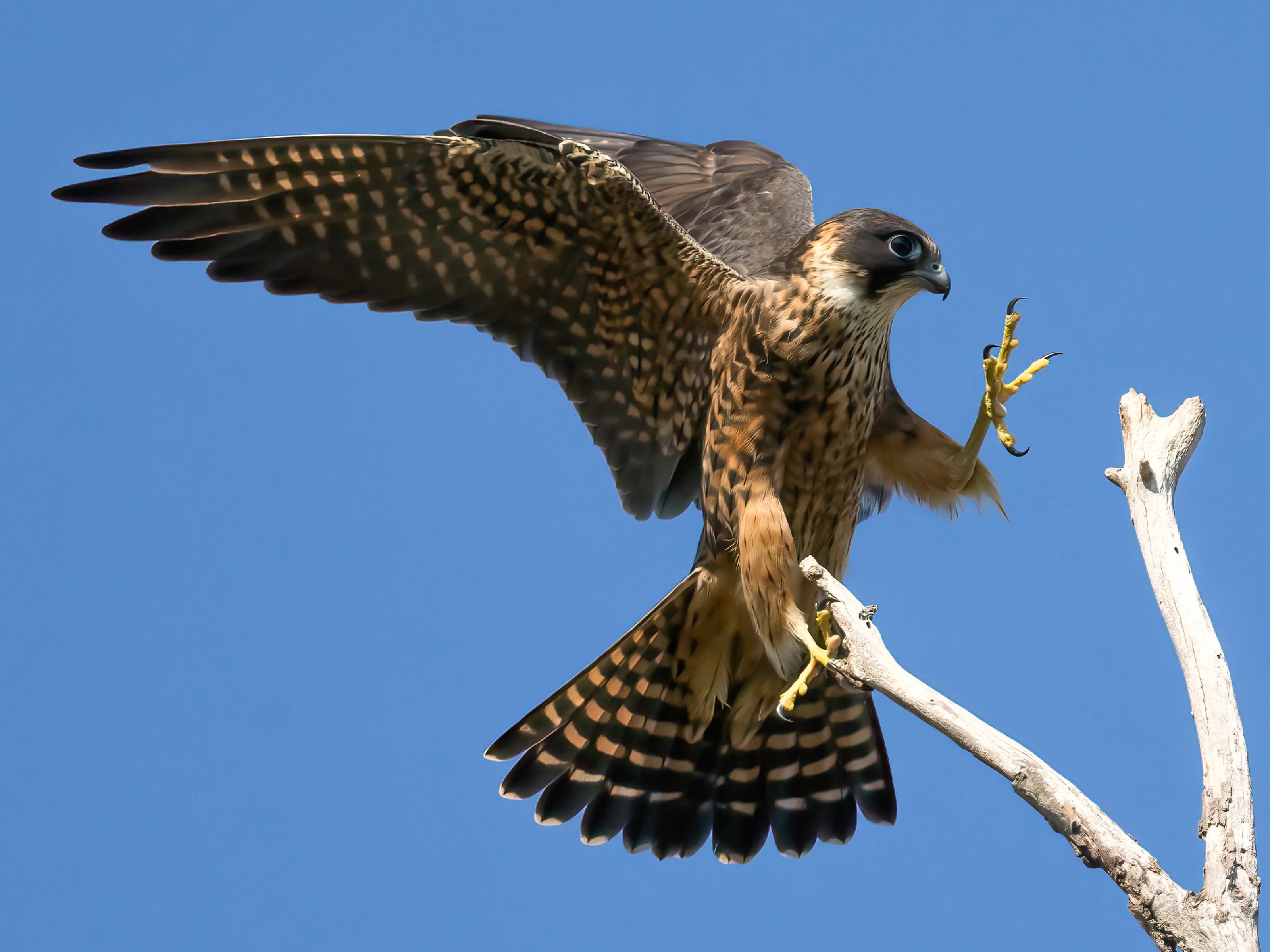 Australian Hobby