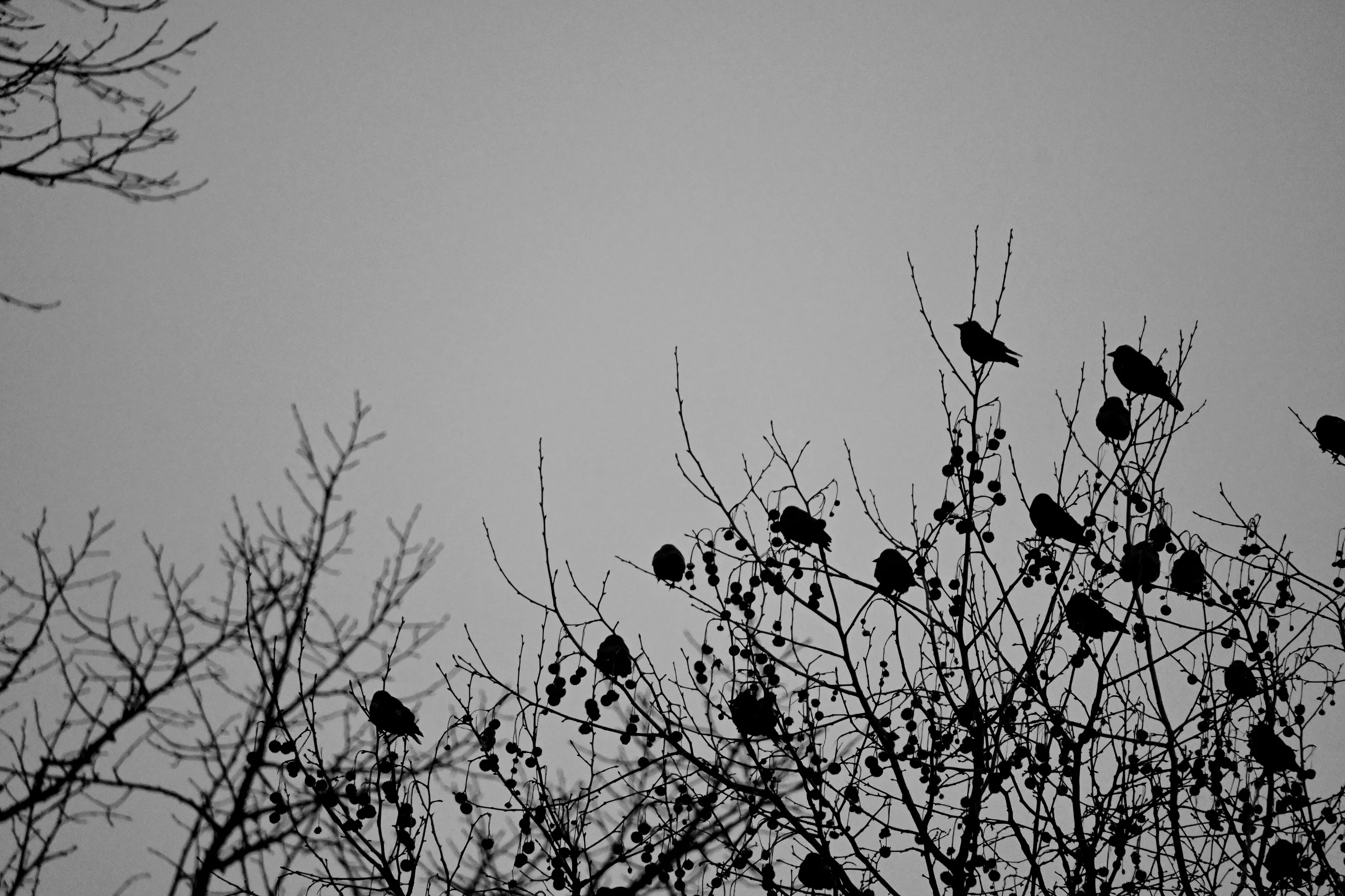 Birds in the tree tops