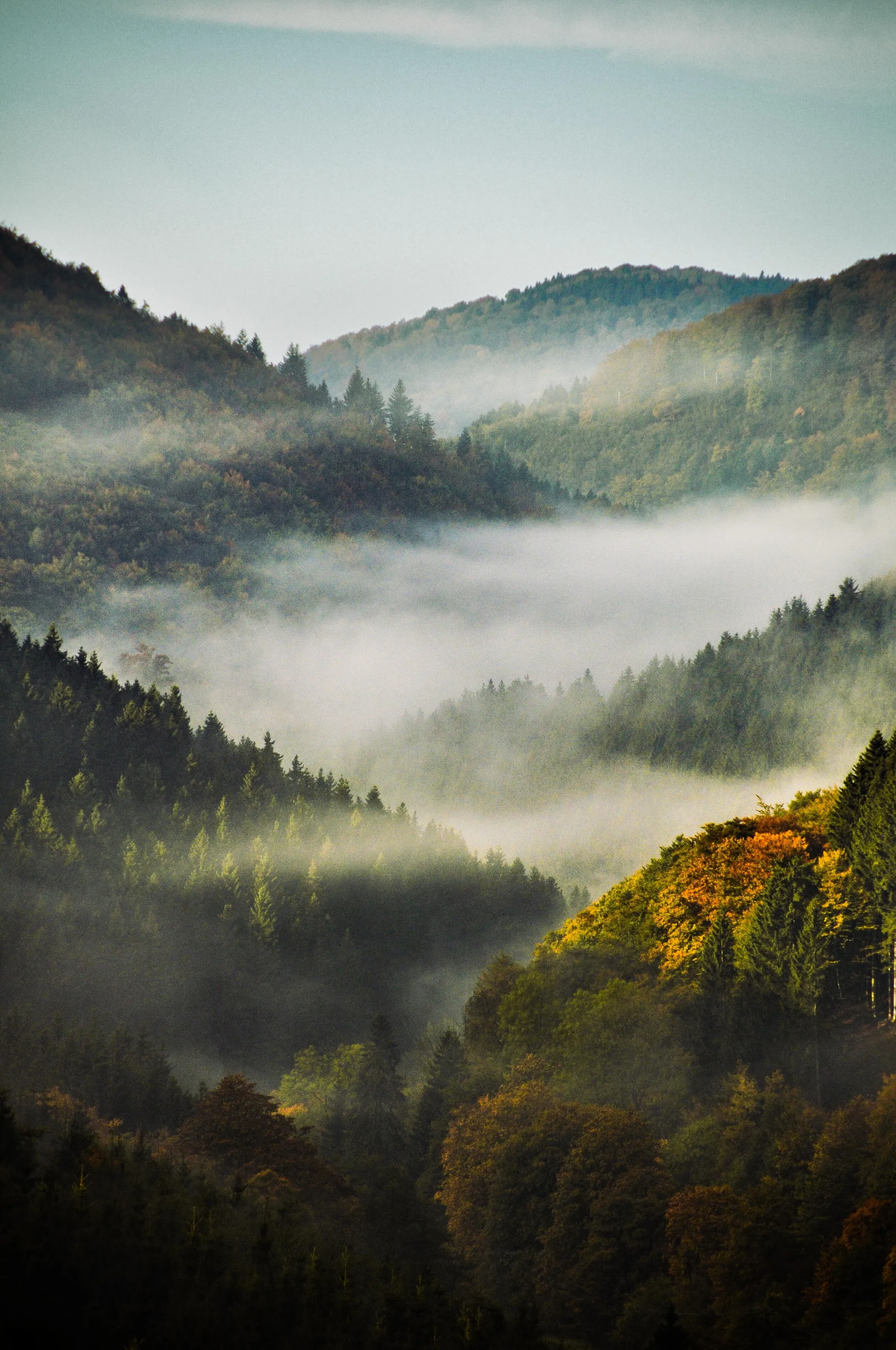 Forest in Sauerland
