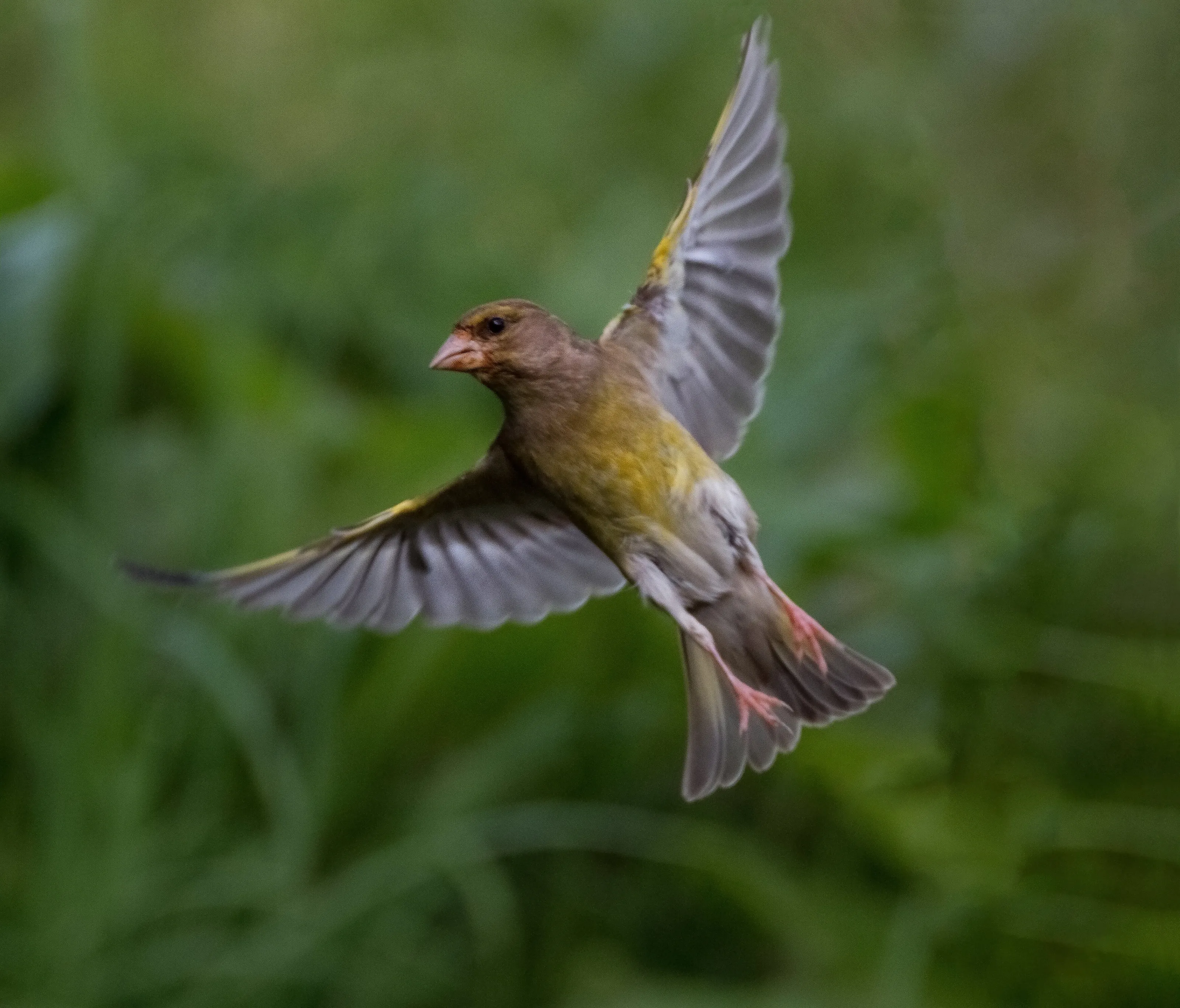 Greenfinch in flight