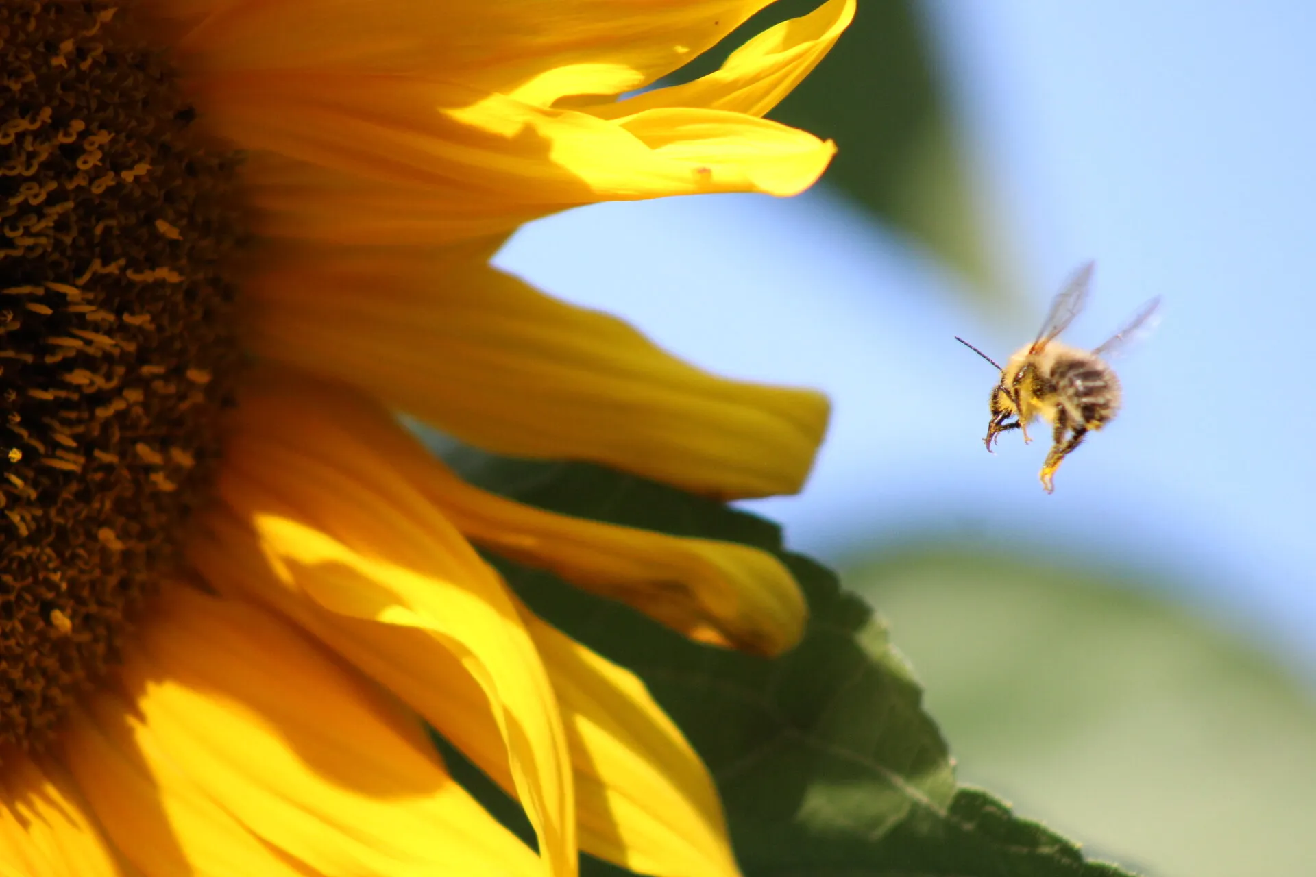 It's a bees life.