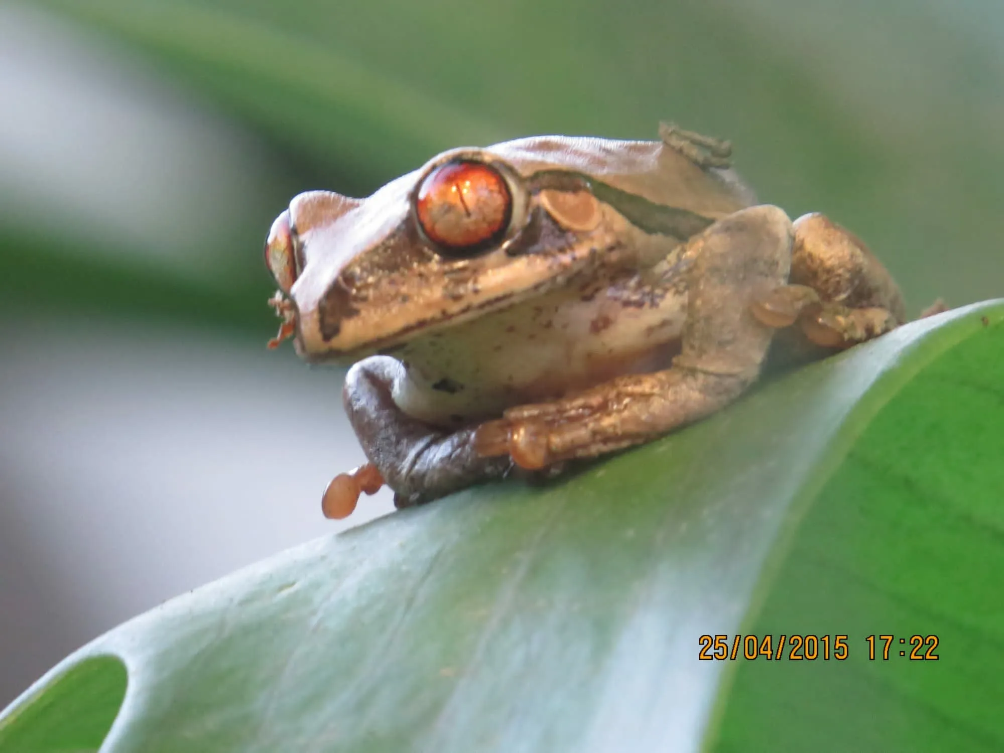 Tree frog