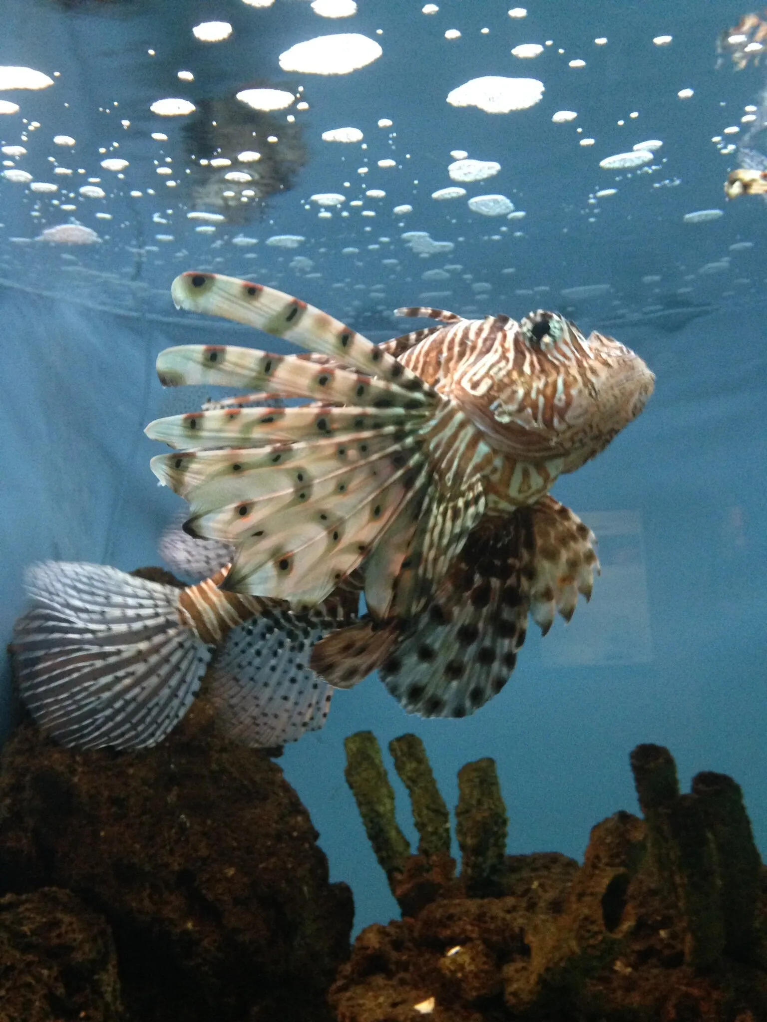 Clown Fish
