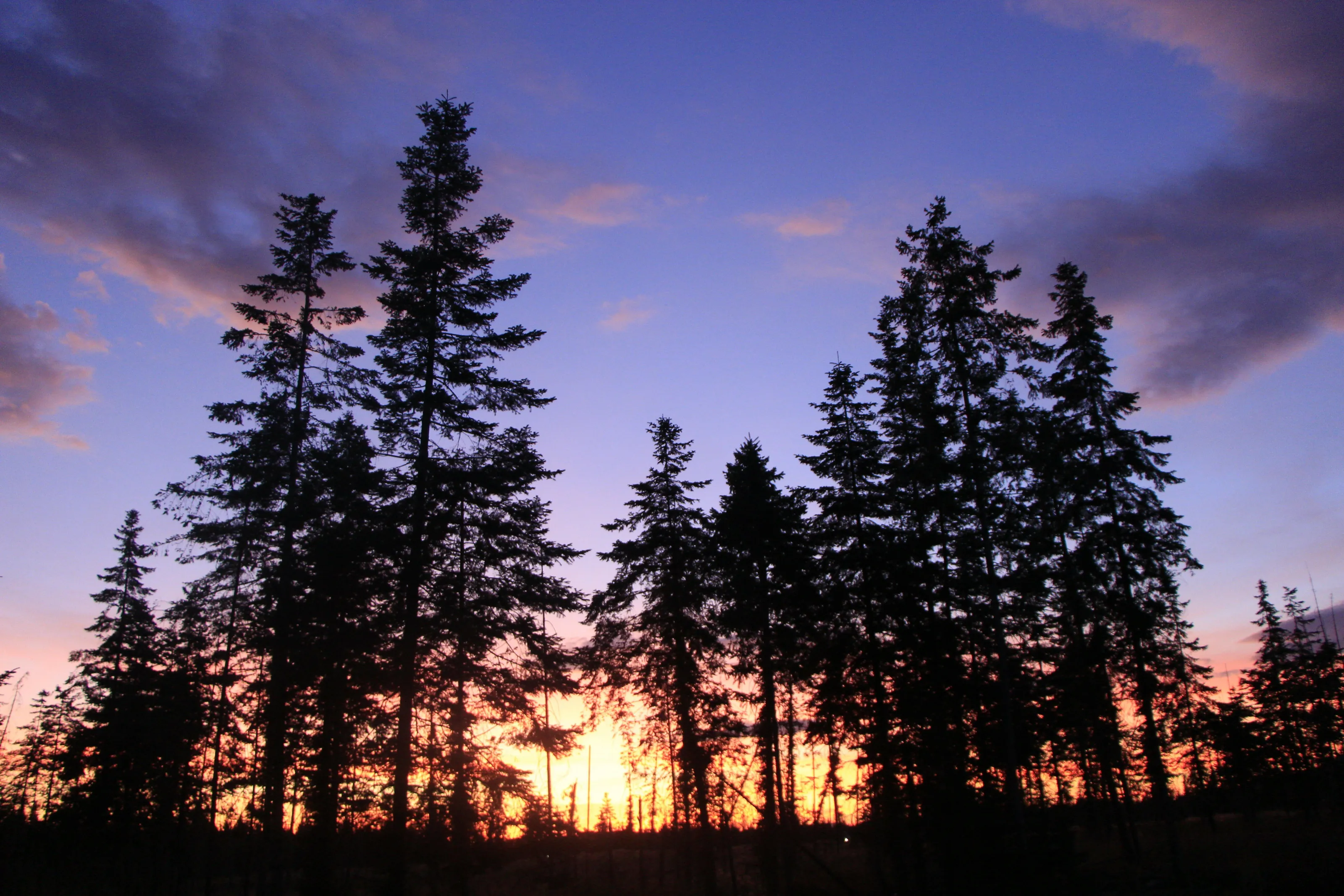 Treeline Sunset