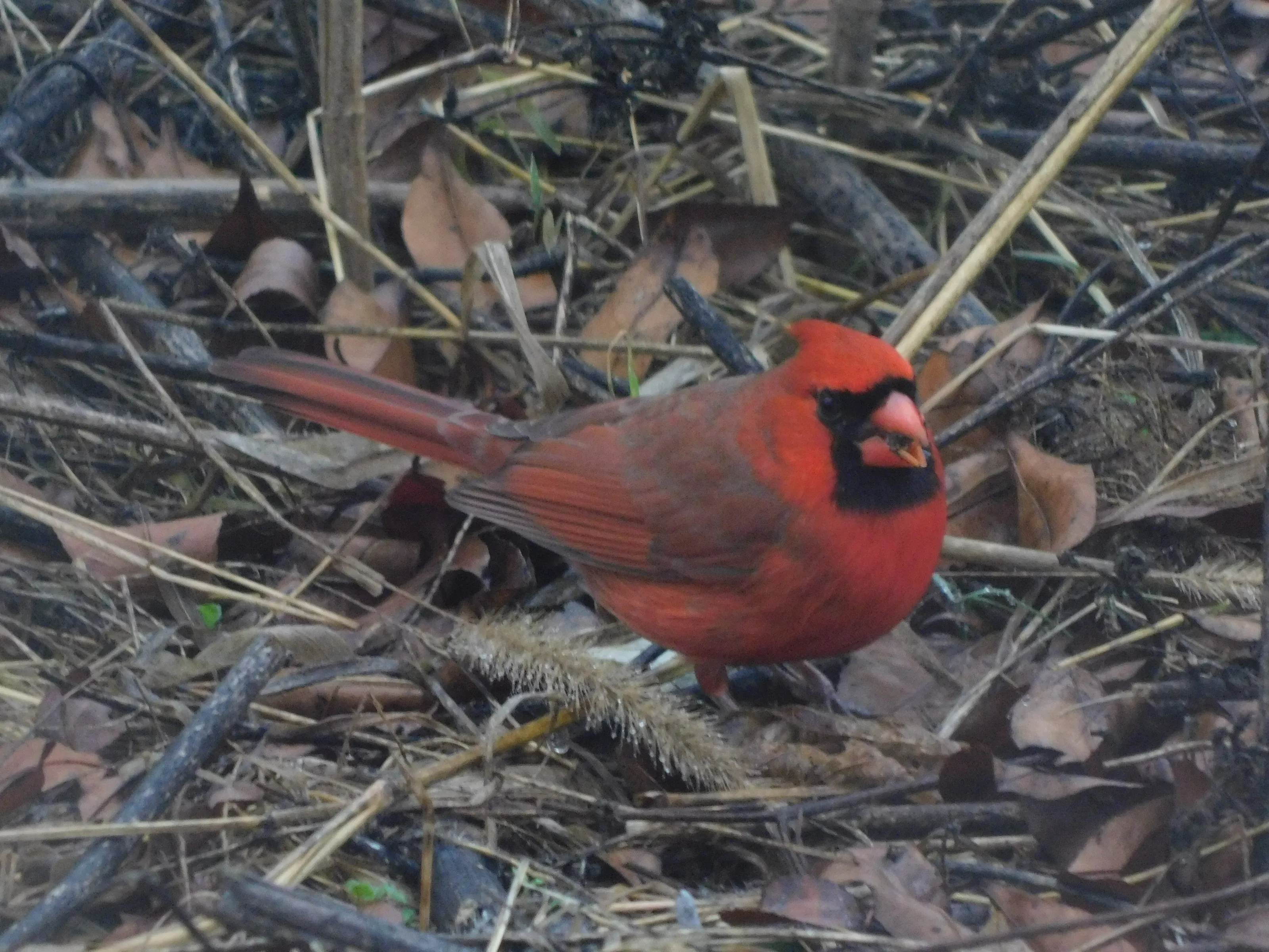 Lone Cardinal