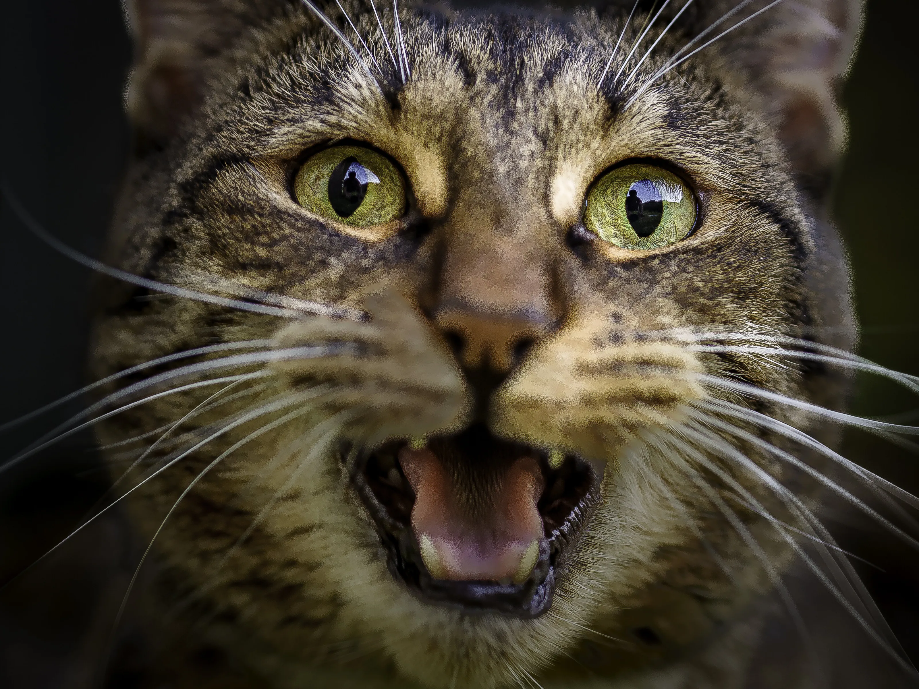 Meow!!!!