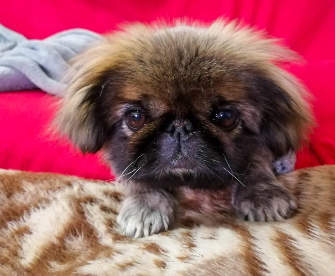 PekingeseCoco