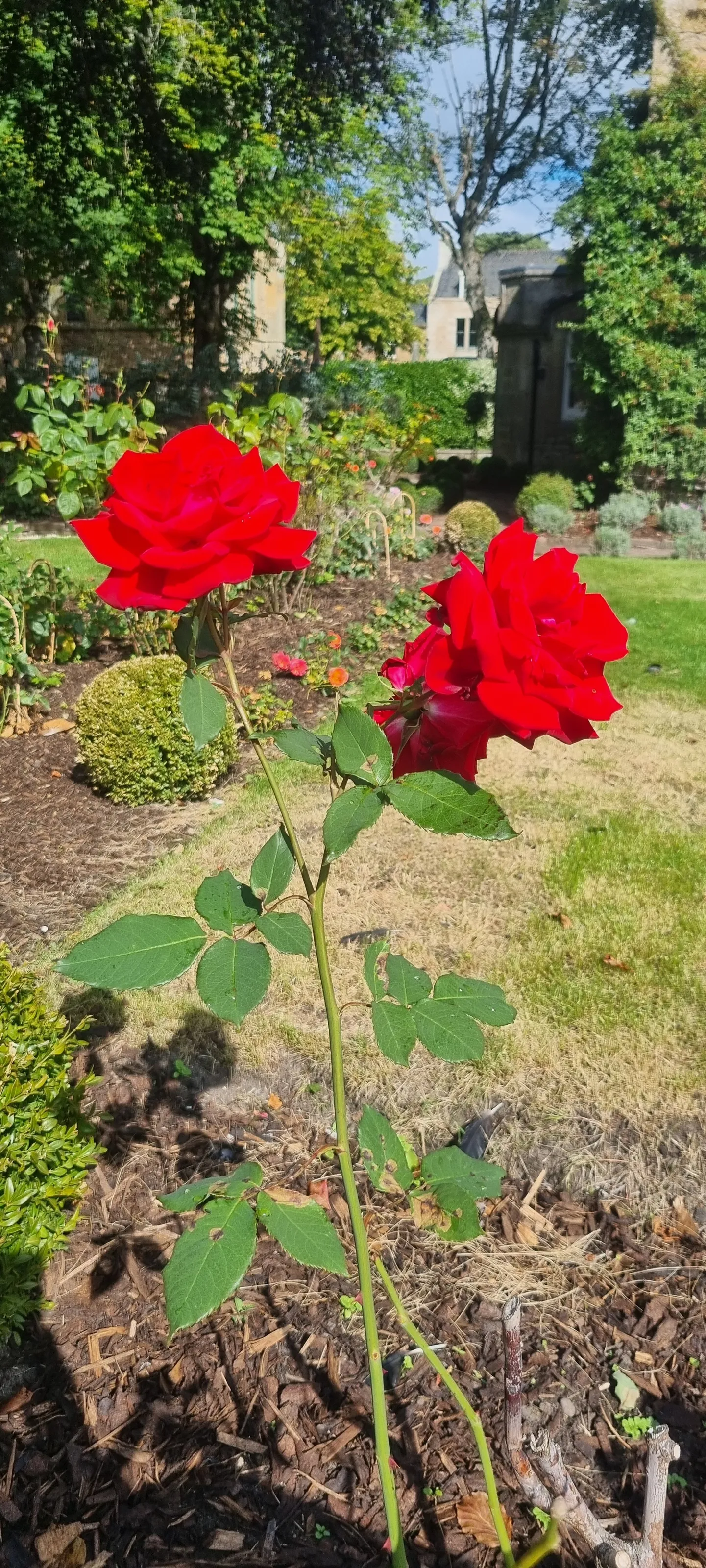 Rose red