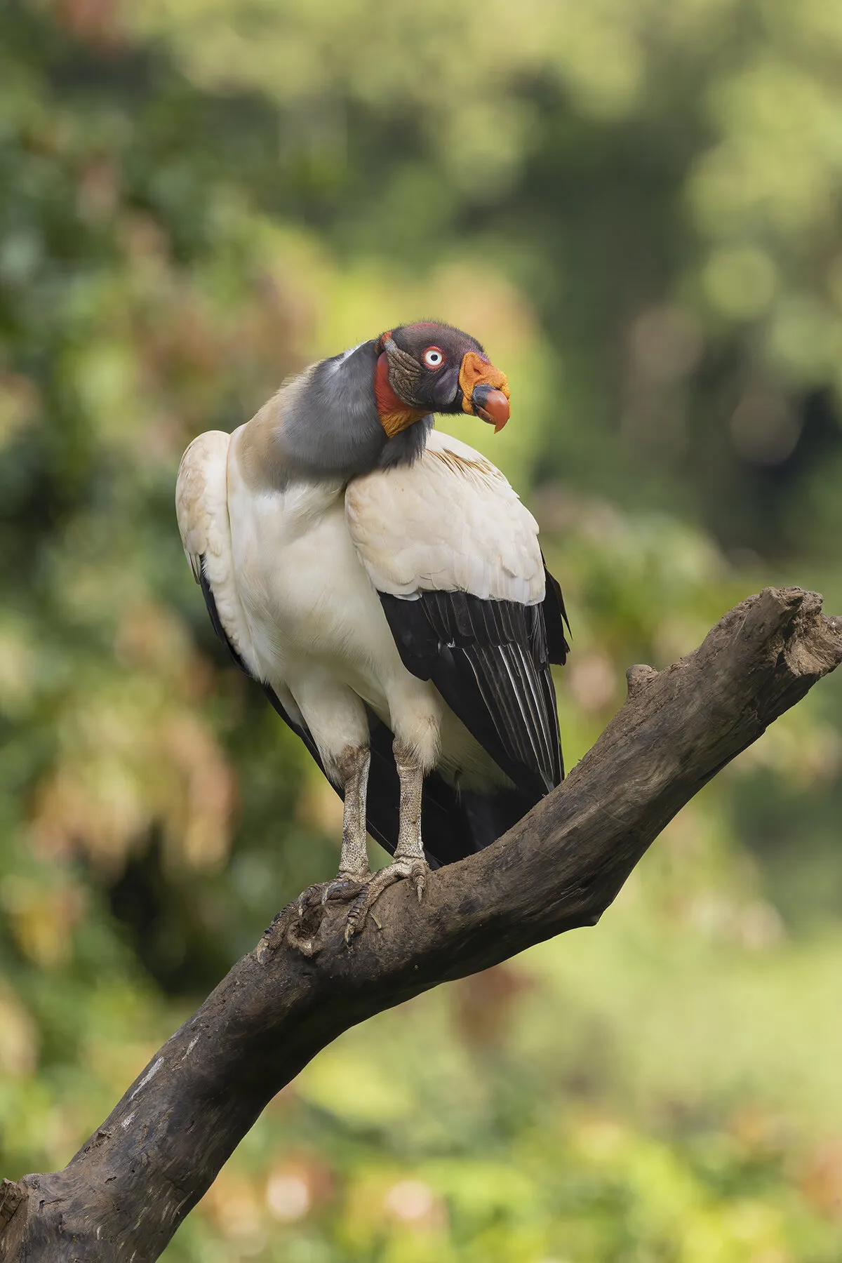 King vulture stare