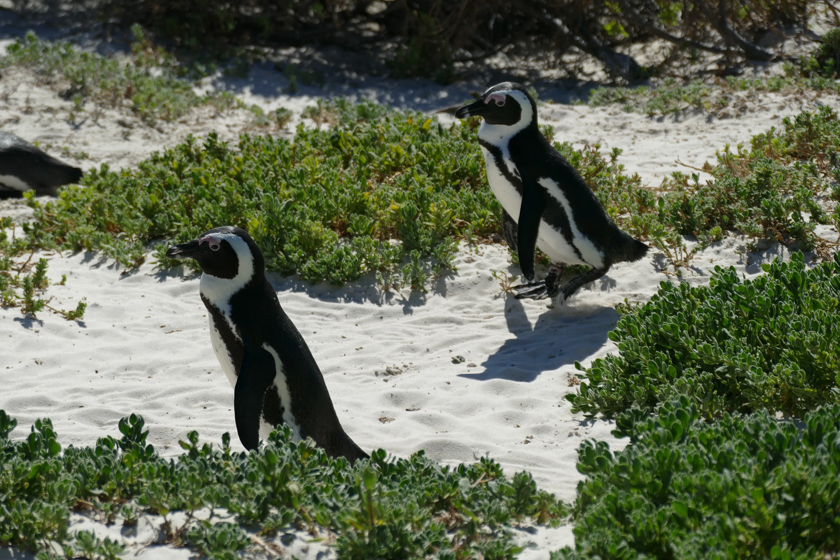 Boulders Penguins