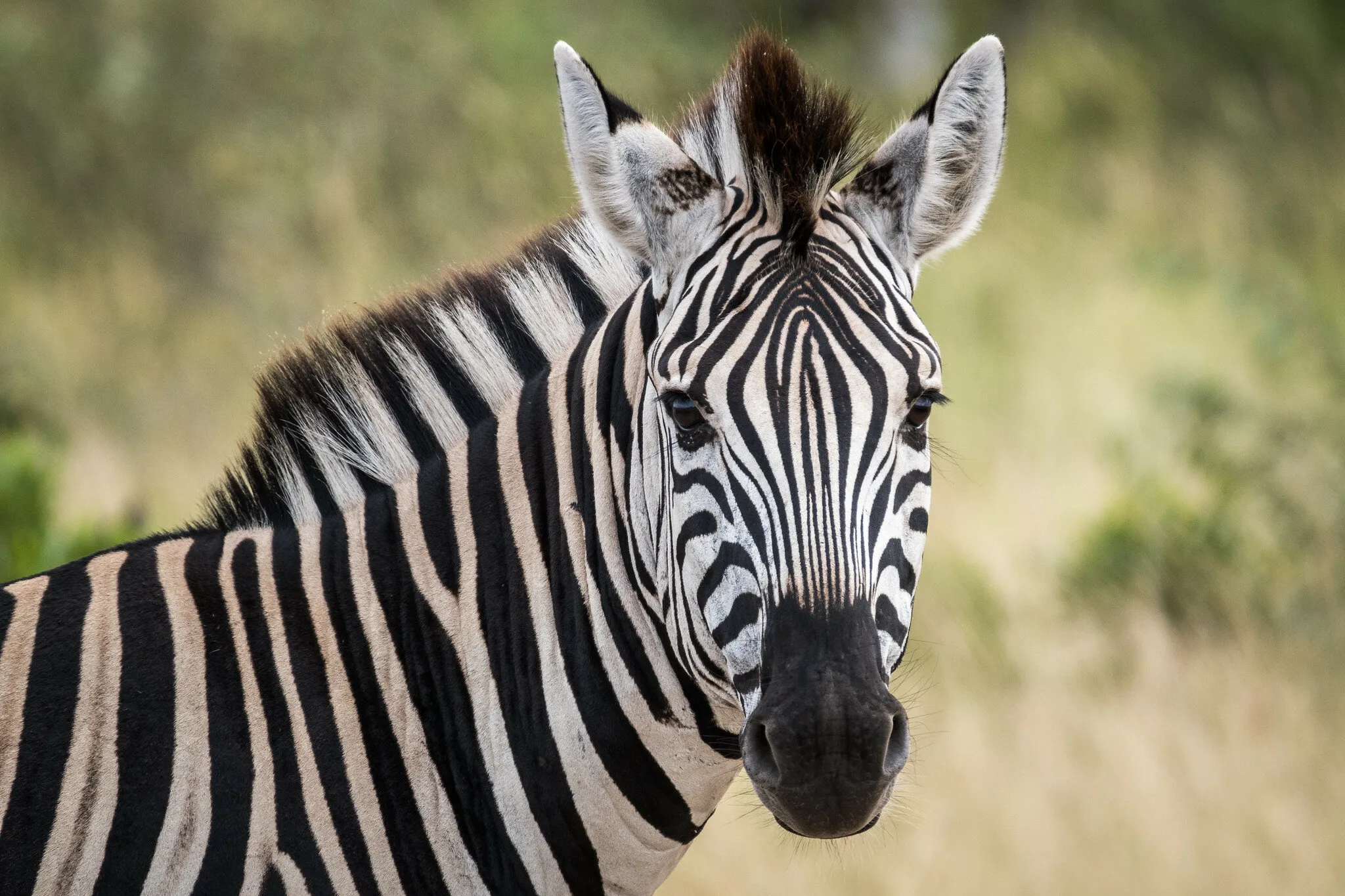 Zebra