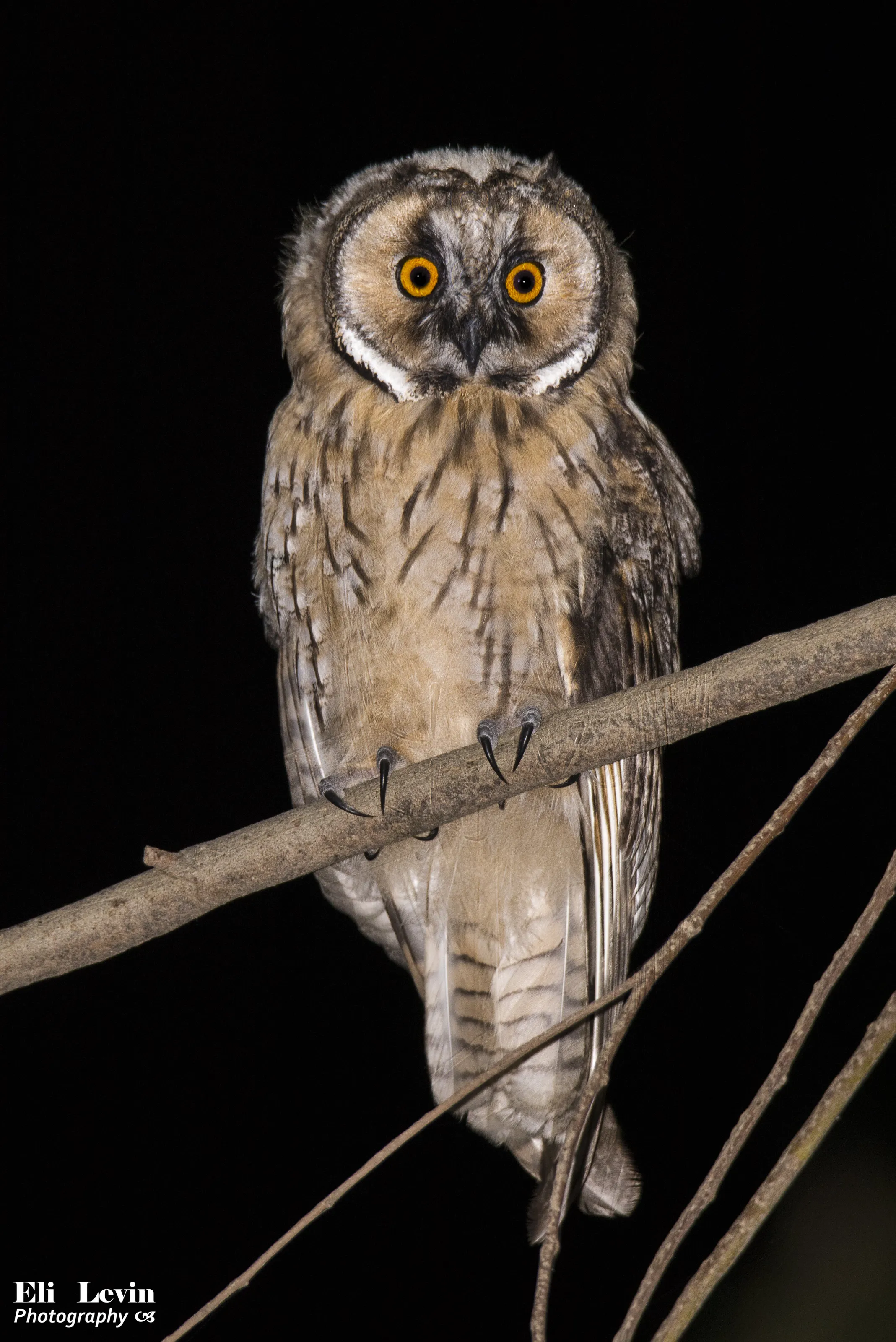 Long-eared owl