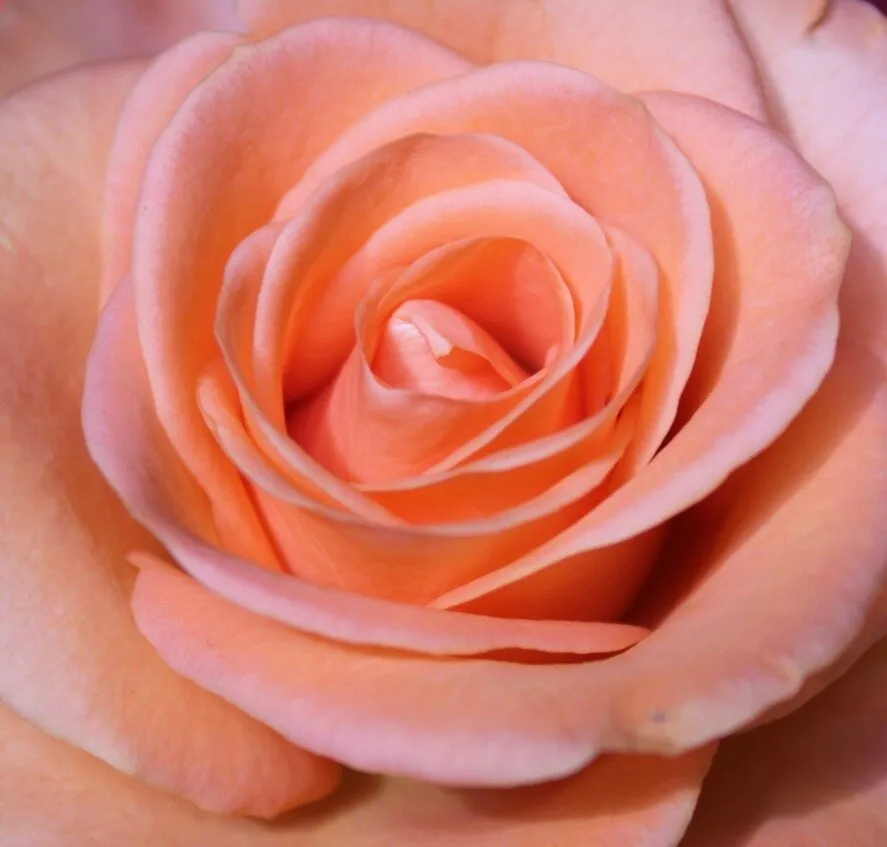 Heart of a rose