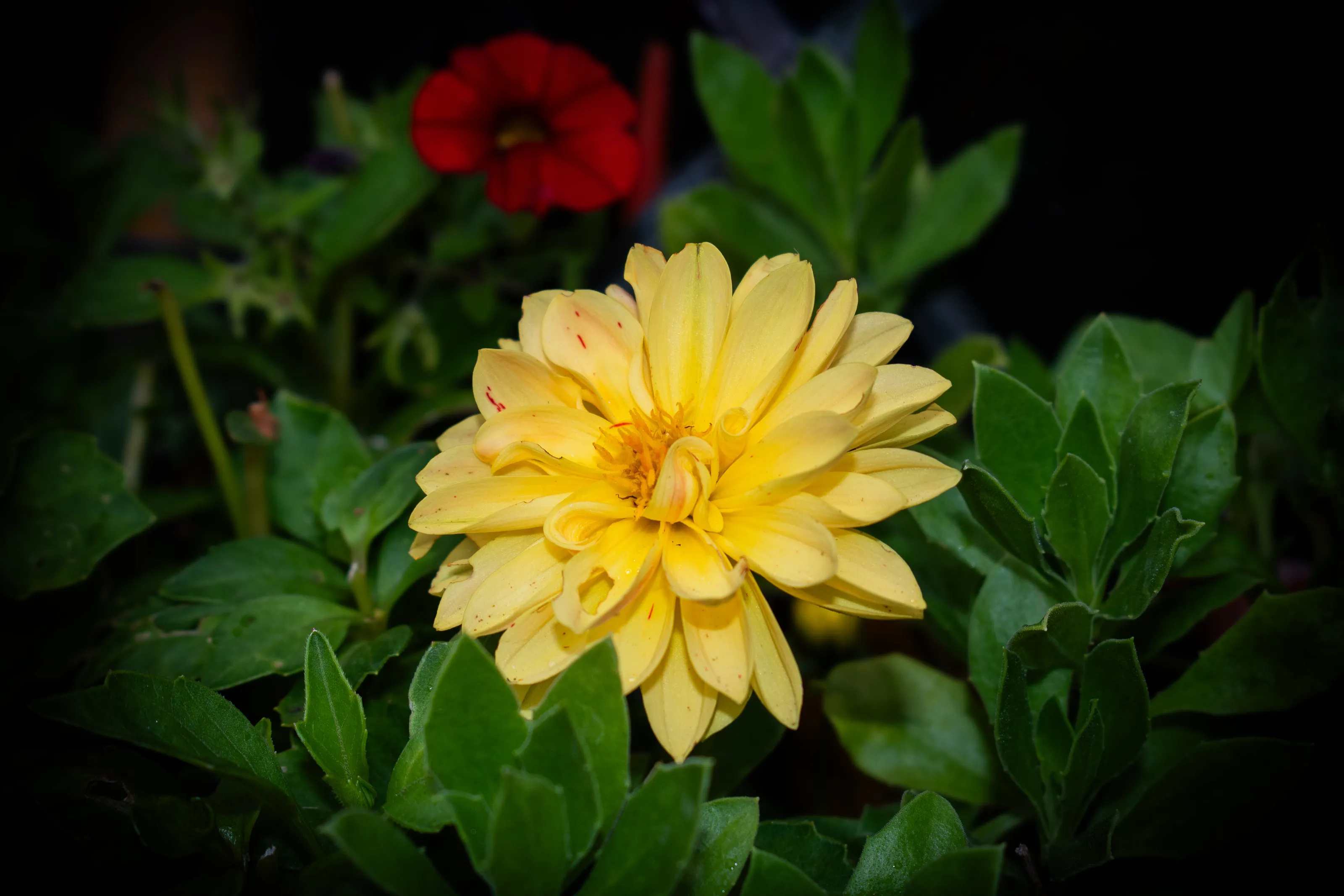 flower