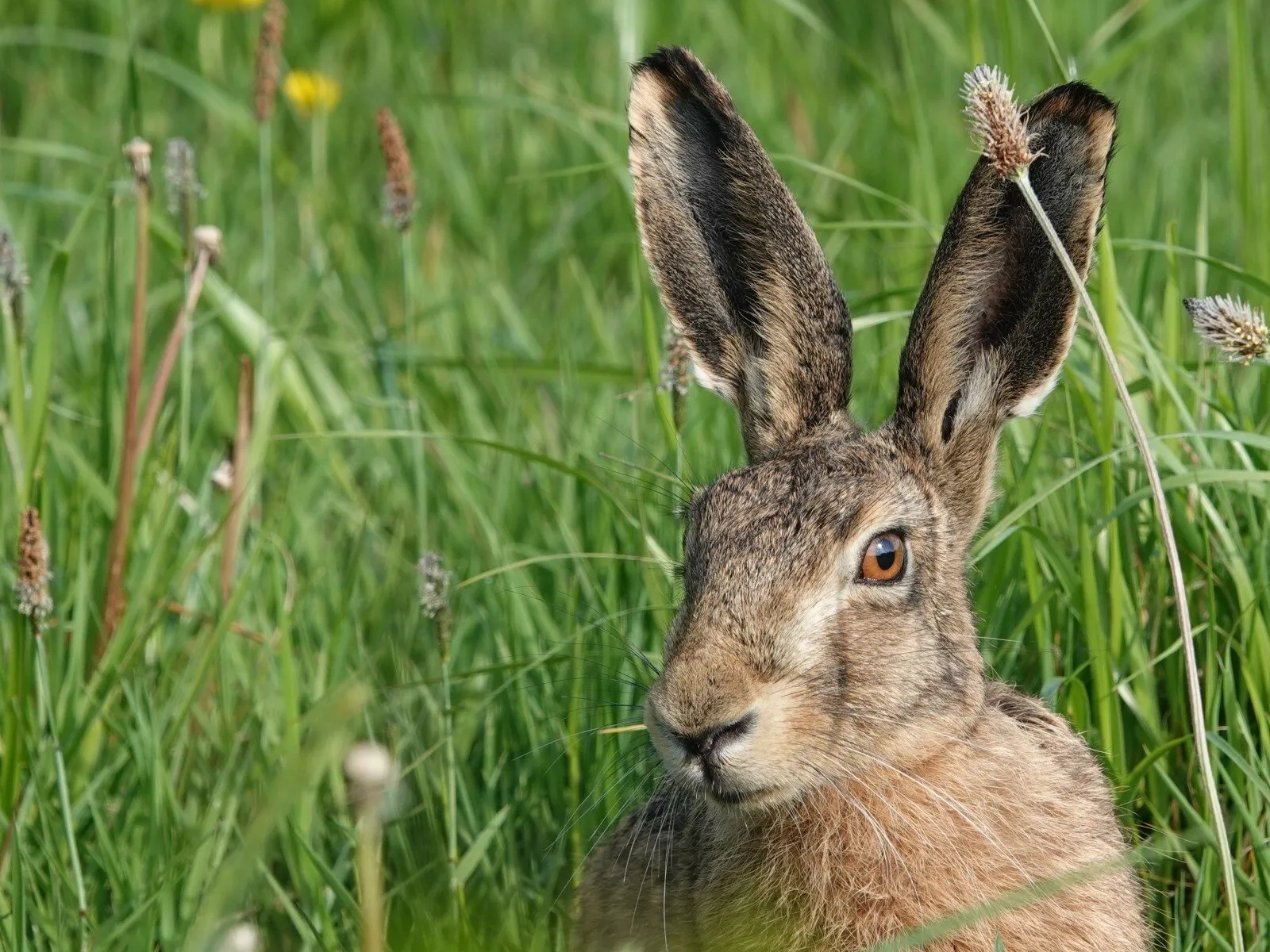 Spring Hare