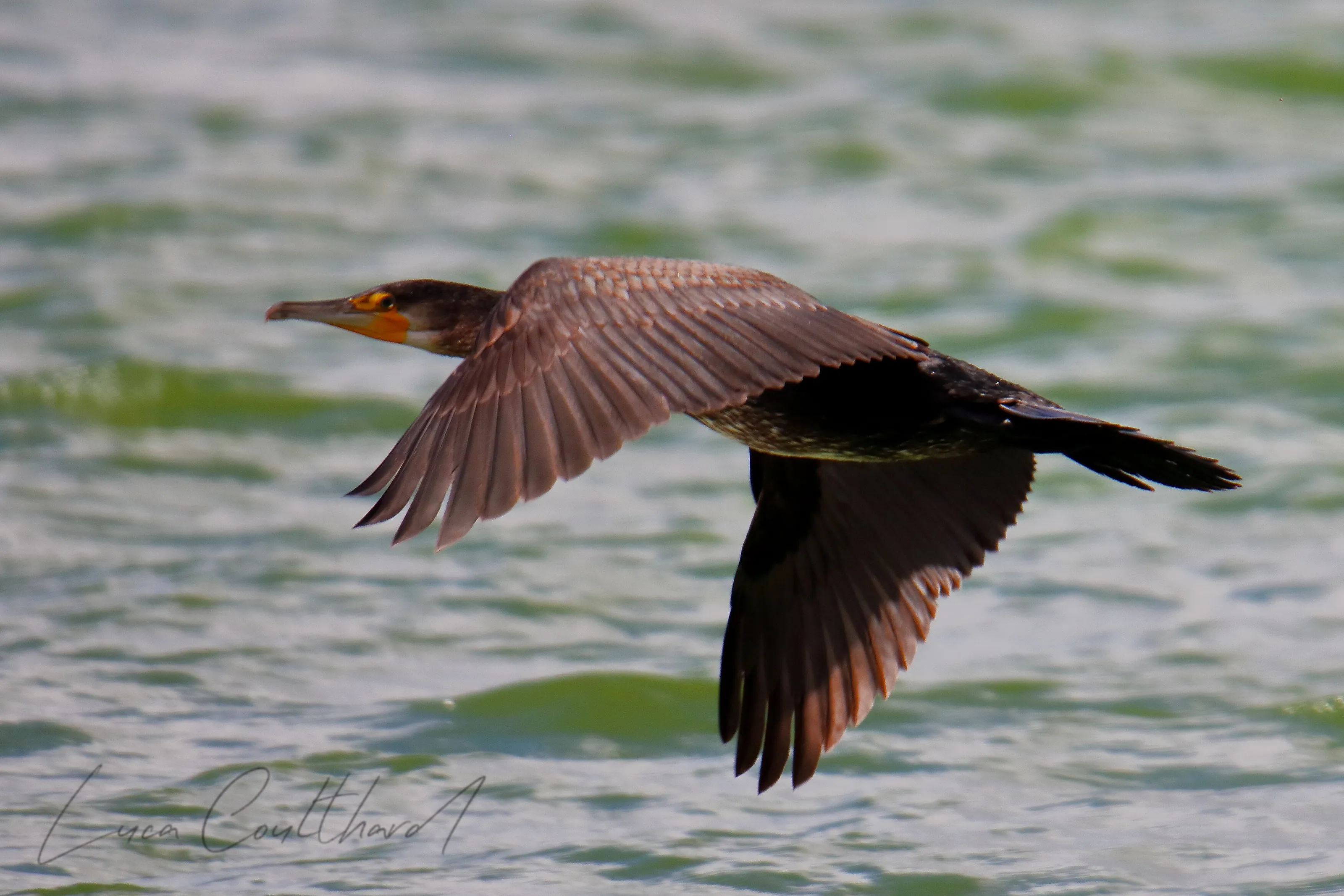 Cormorant in flight