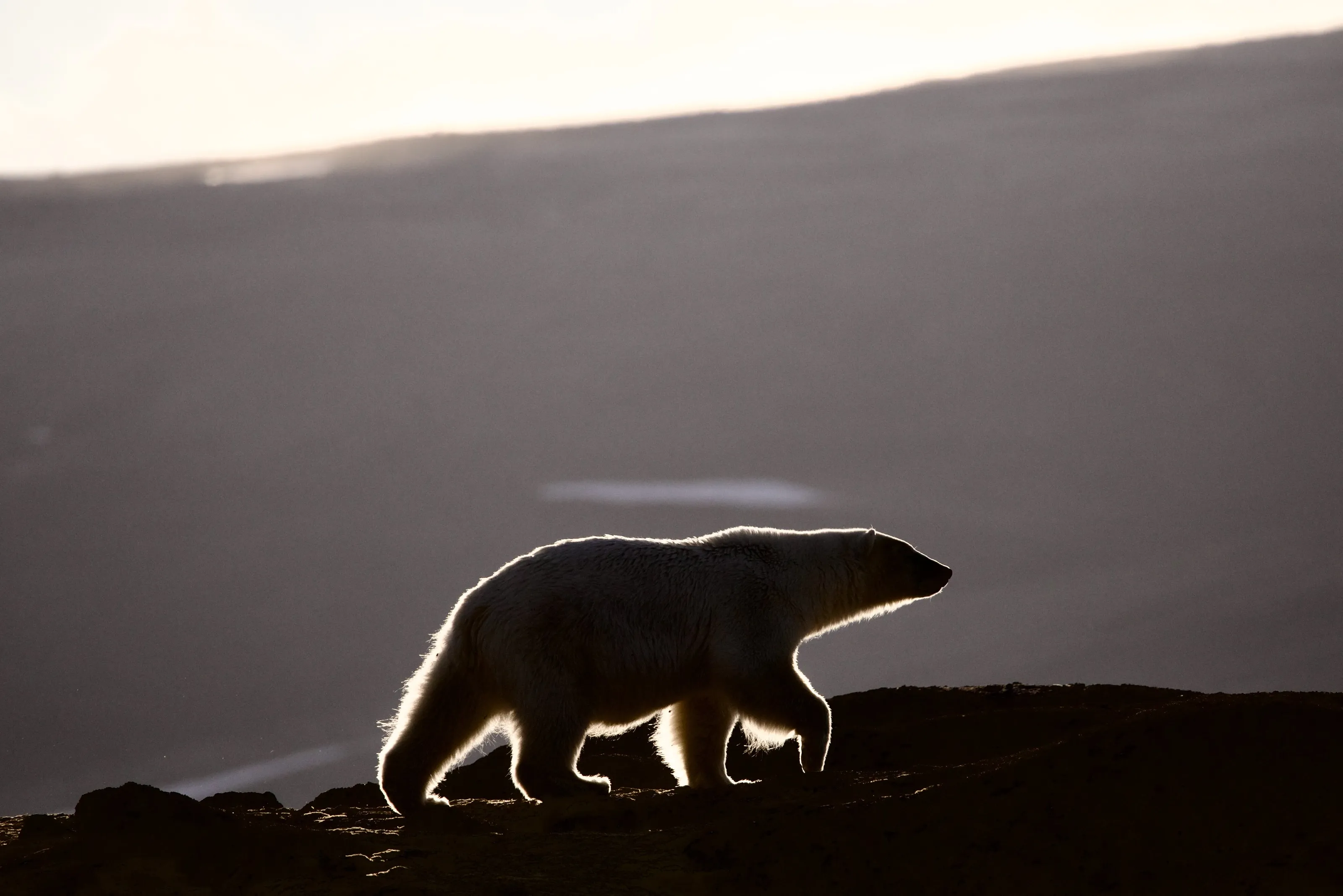 Midnight Sun on the Svalbard