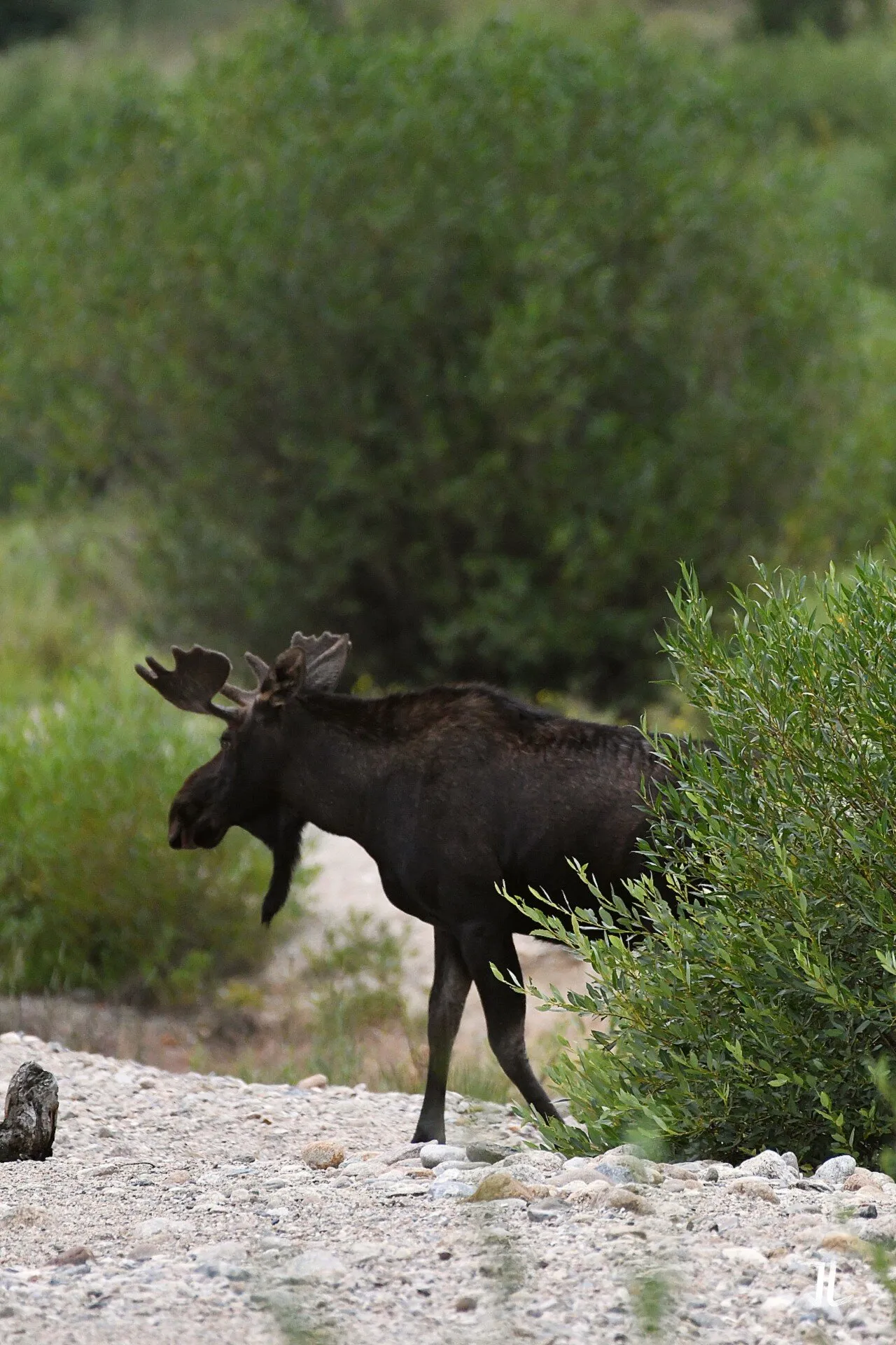 Bull Moose