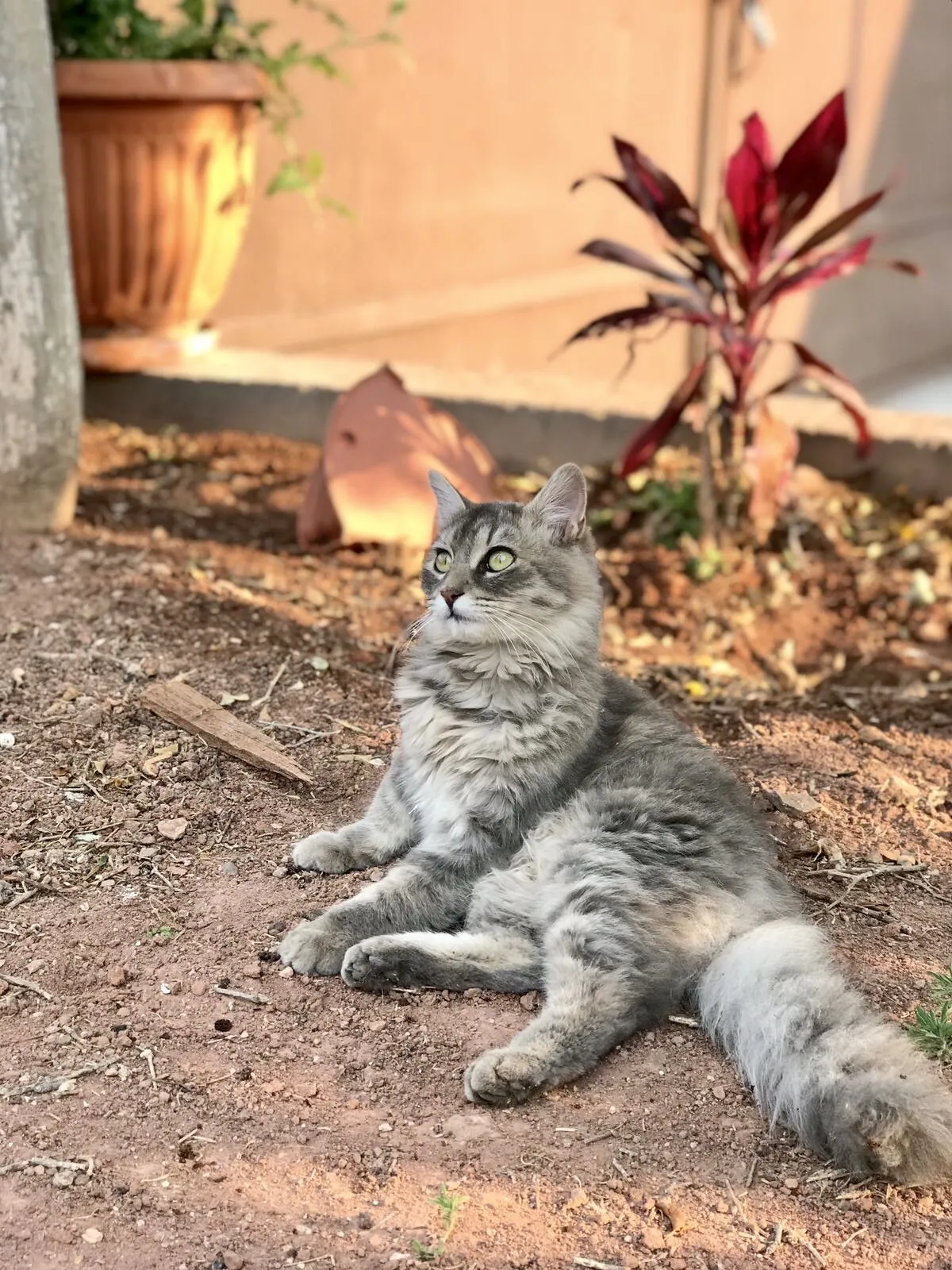The gaze