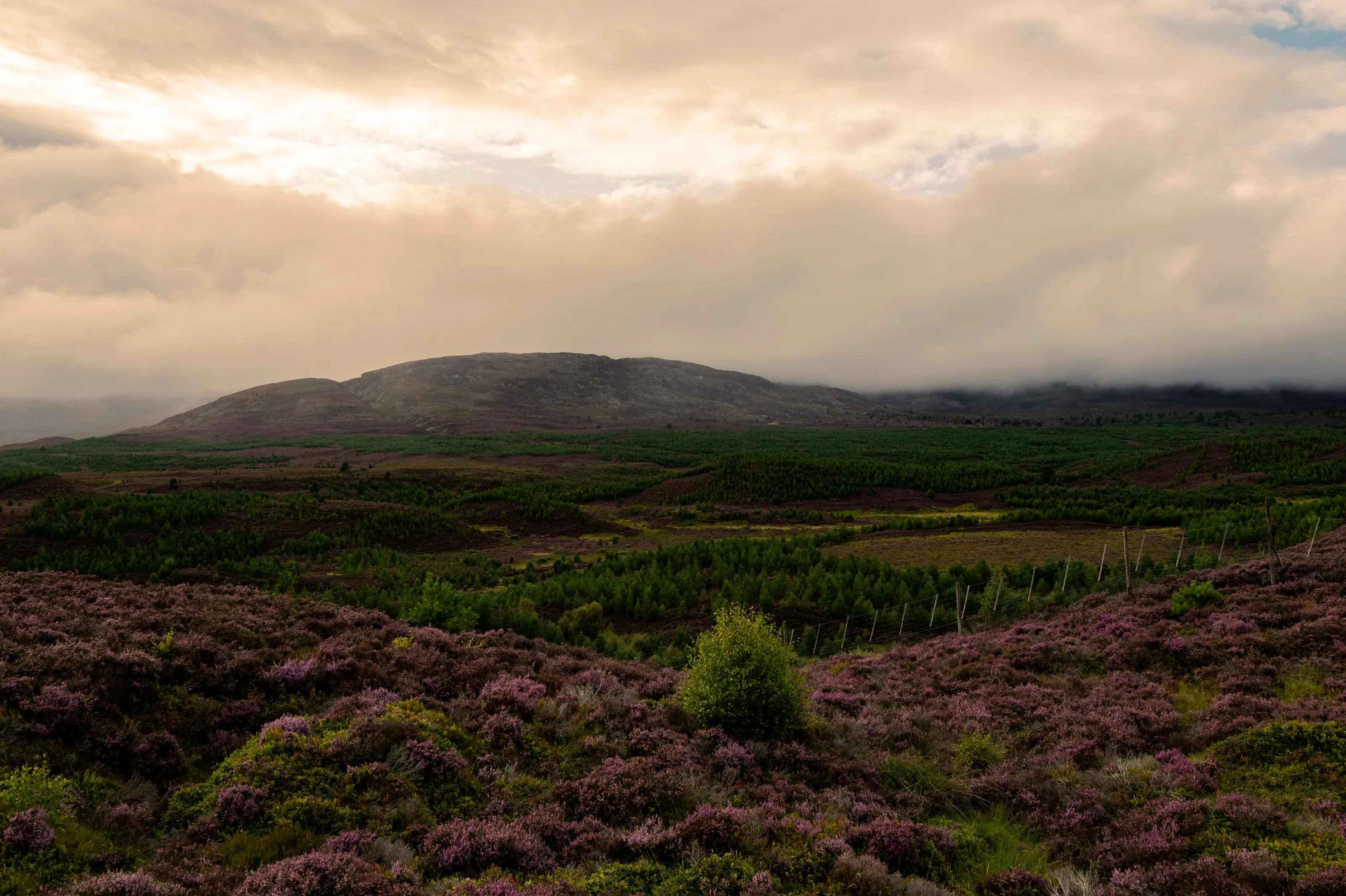 Purple Heather of Scotland