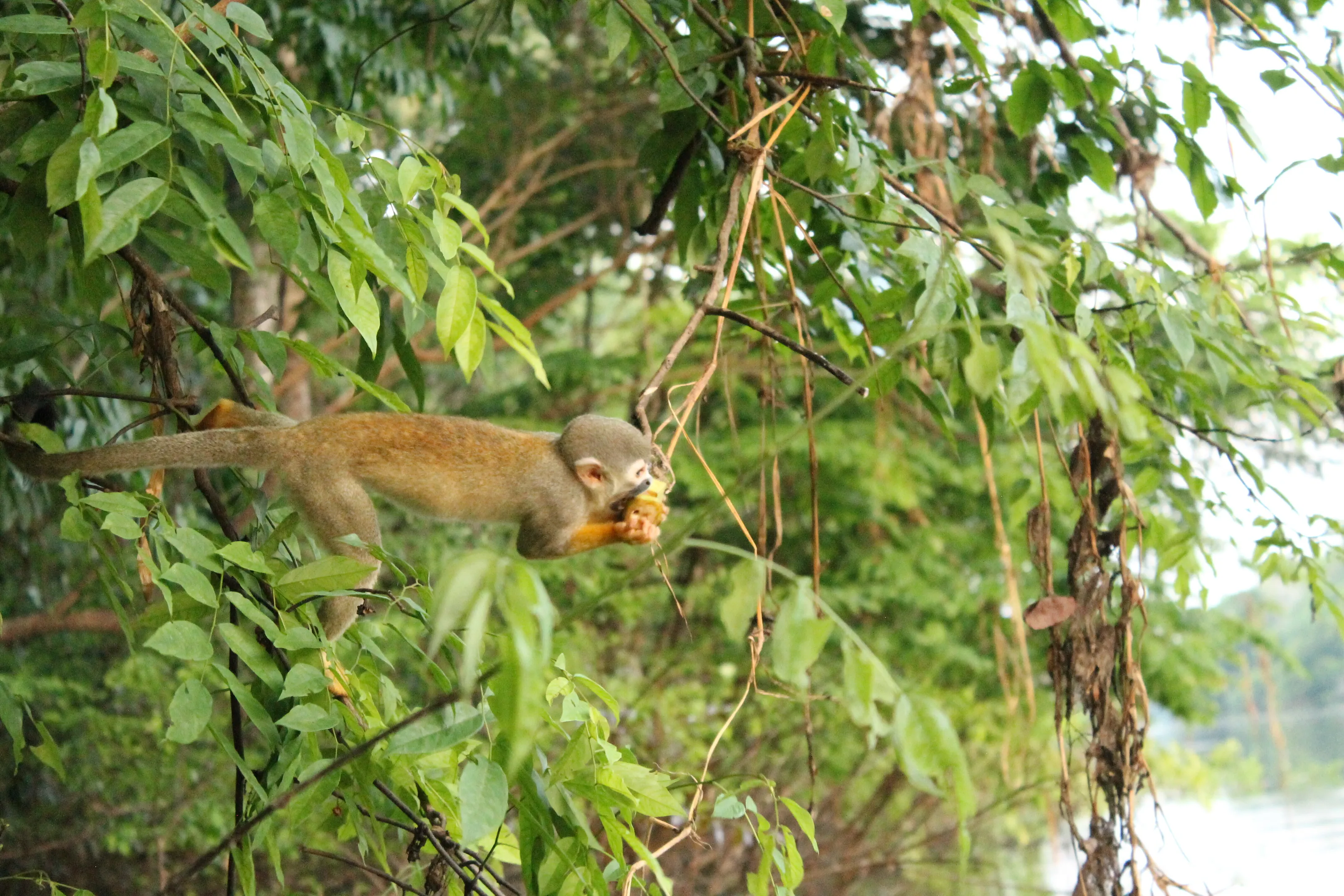 Smart sly monkey!