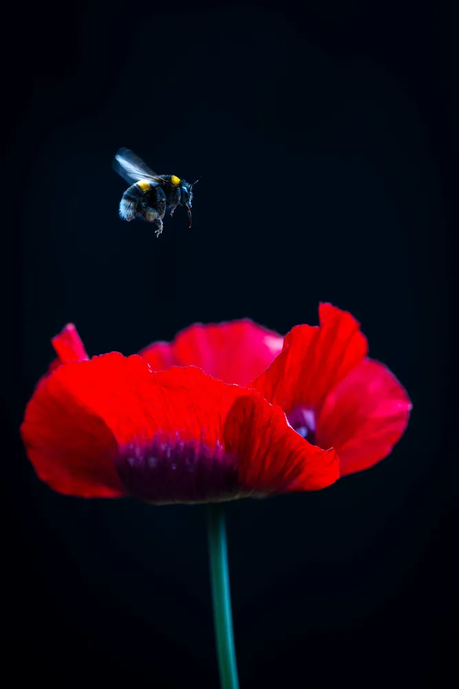 In flight