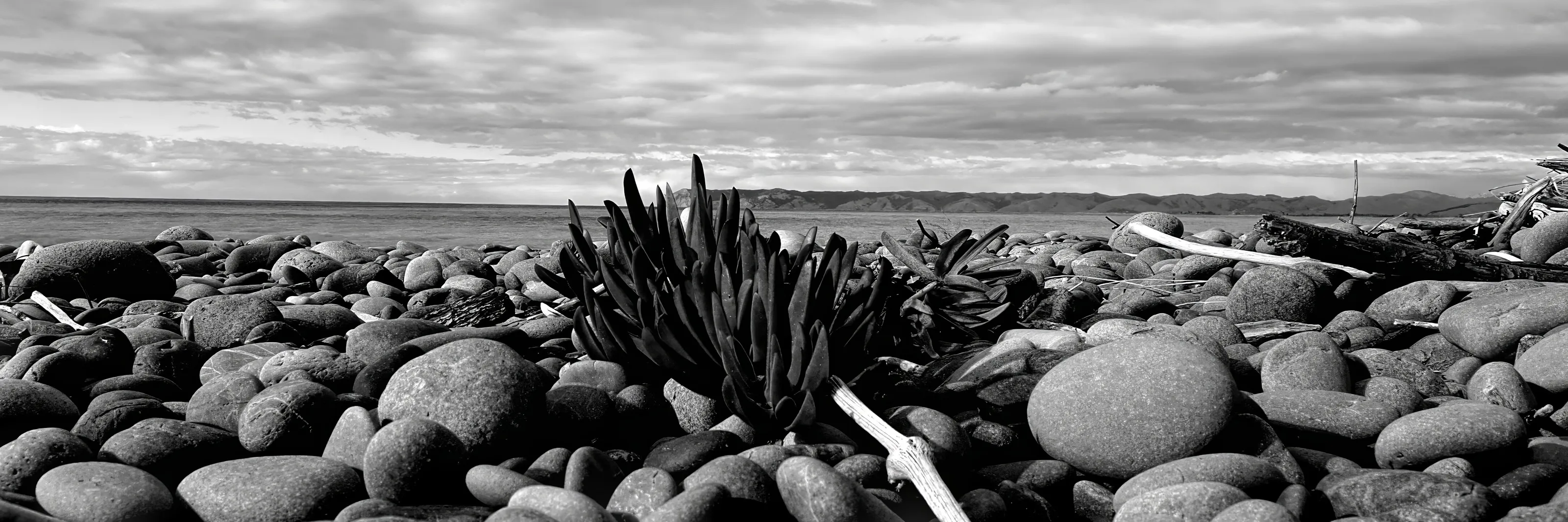 Rarangi Bach
