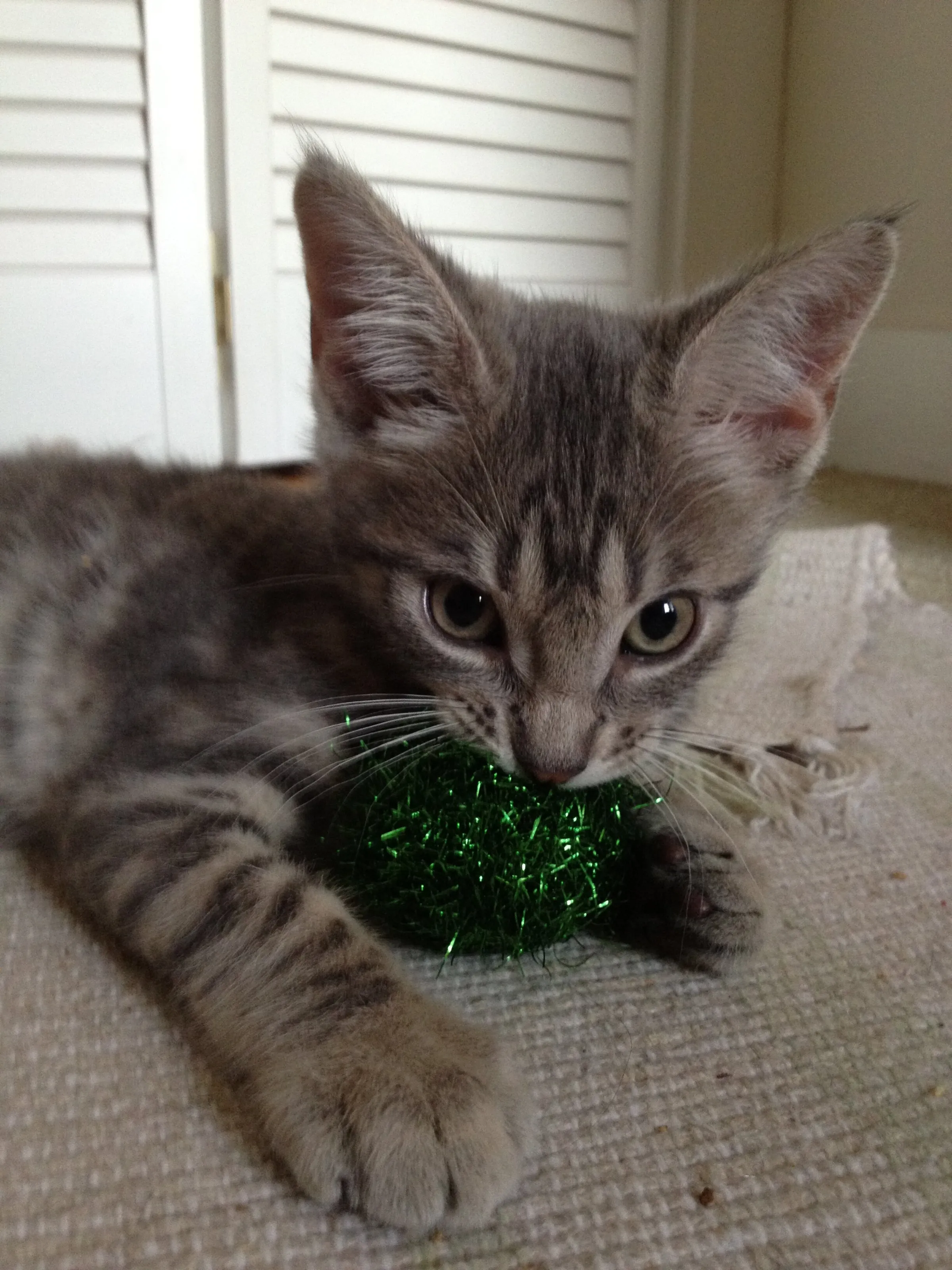 Cooper At Play