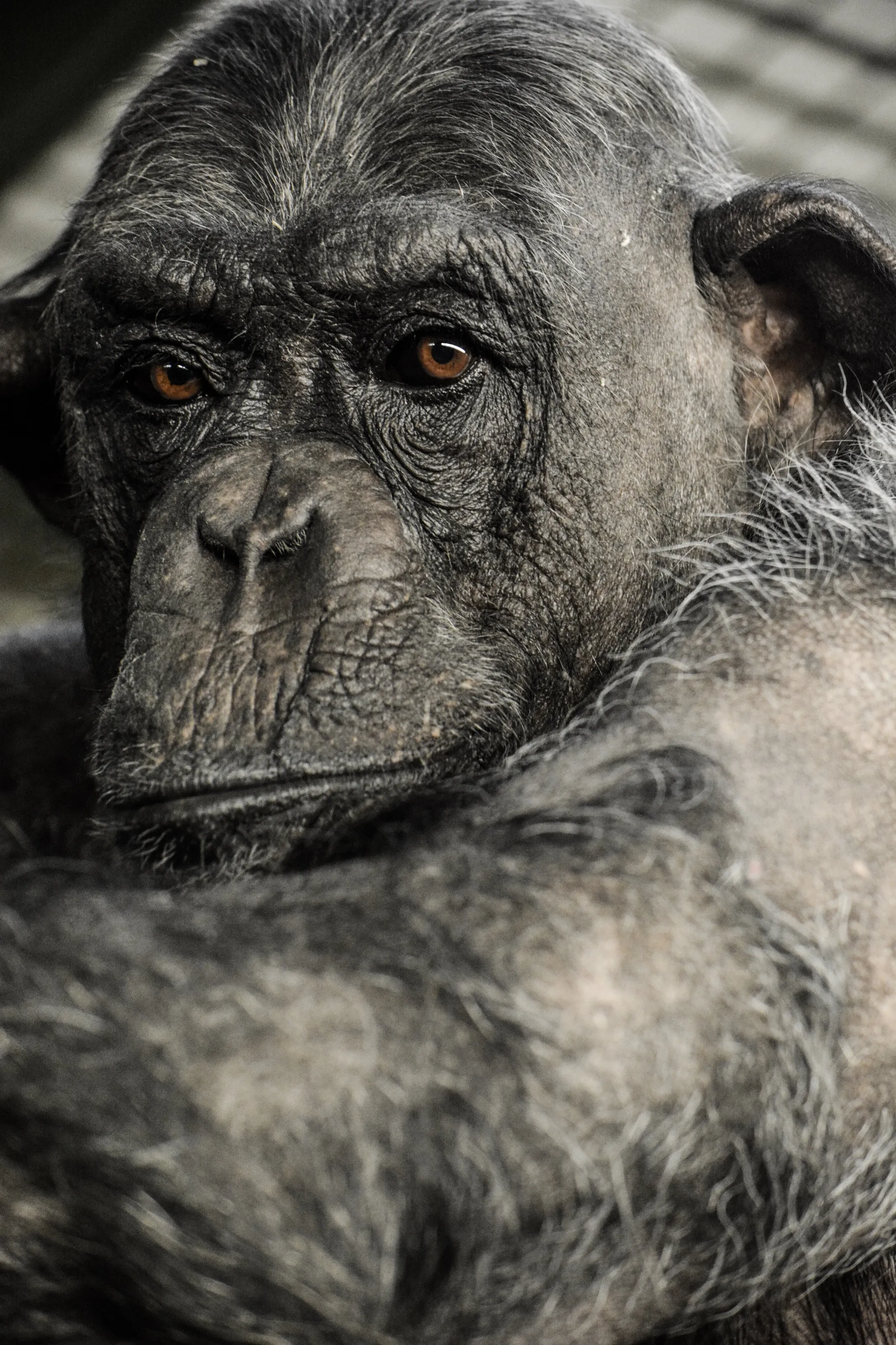 Peter the chimp