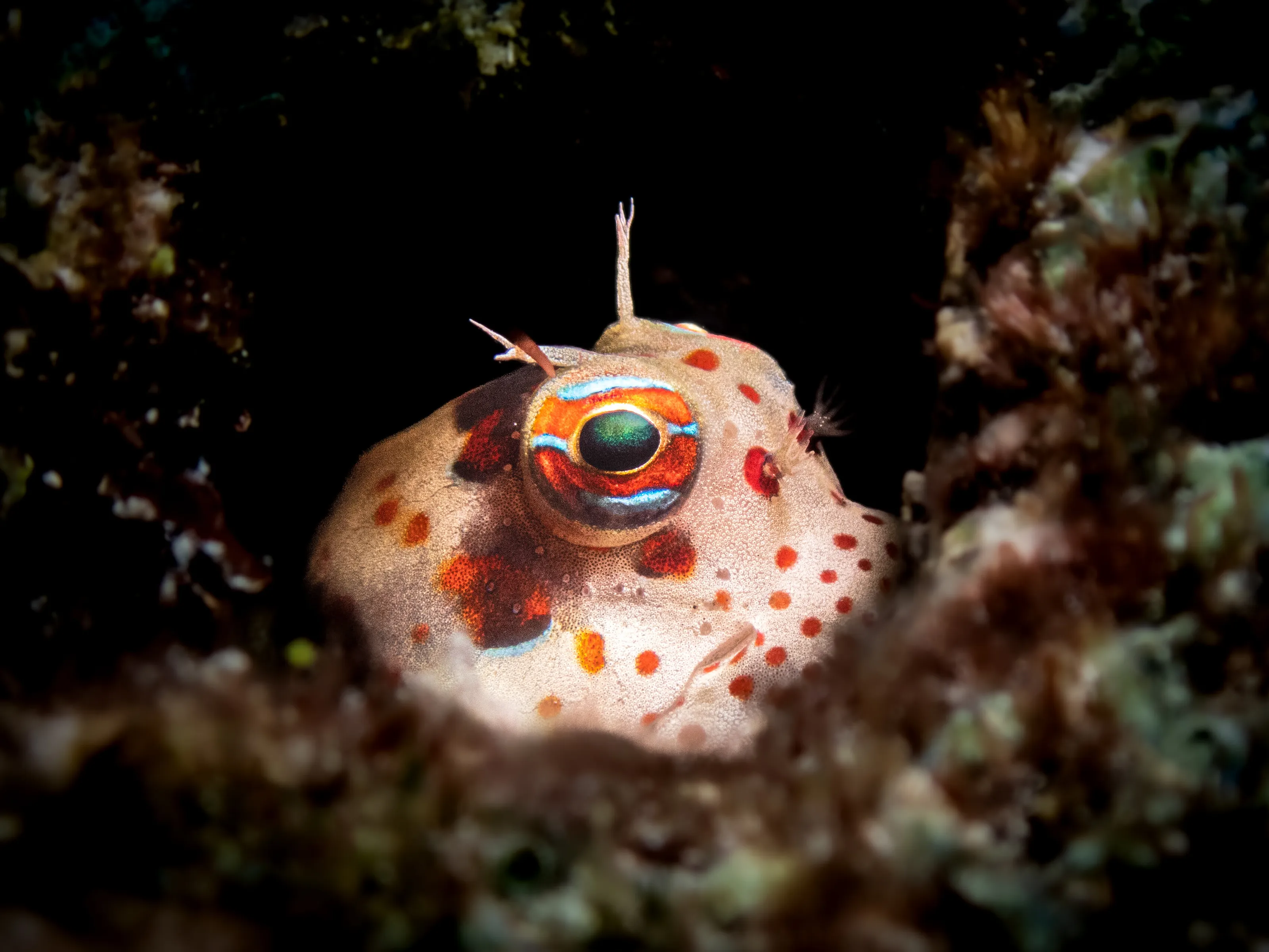 Blenny in Rock