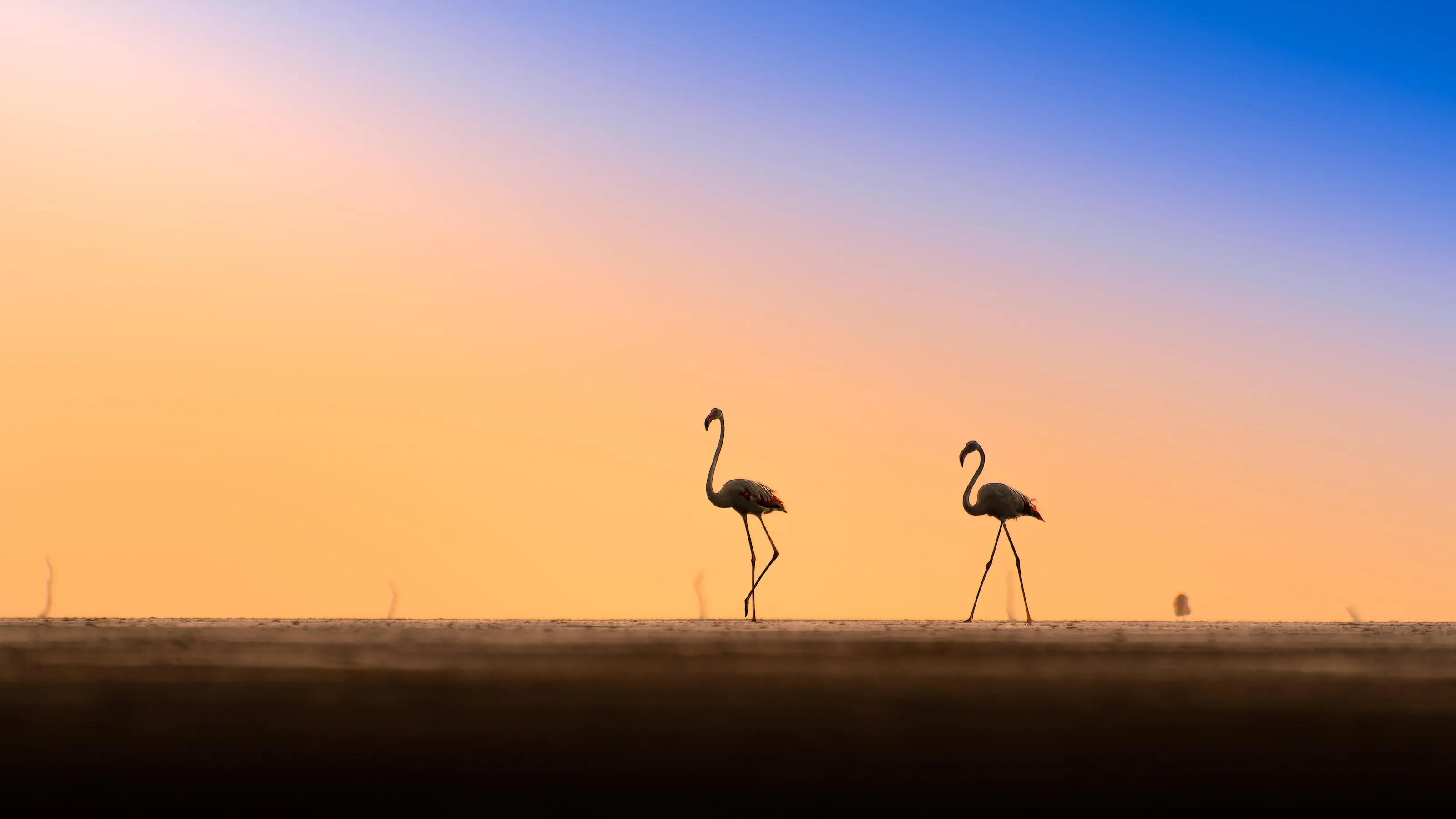"Together Cherishing The Ethereal Sunset, The Wild Creatures In Wild Place.