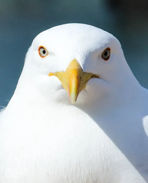 Seagull