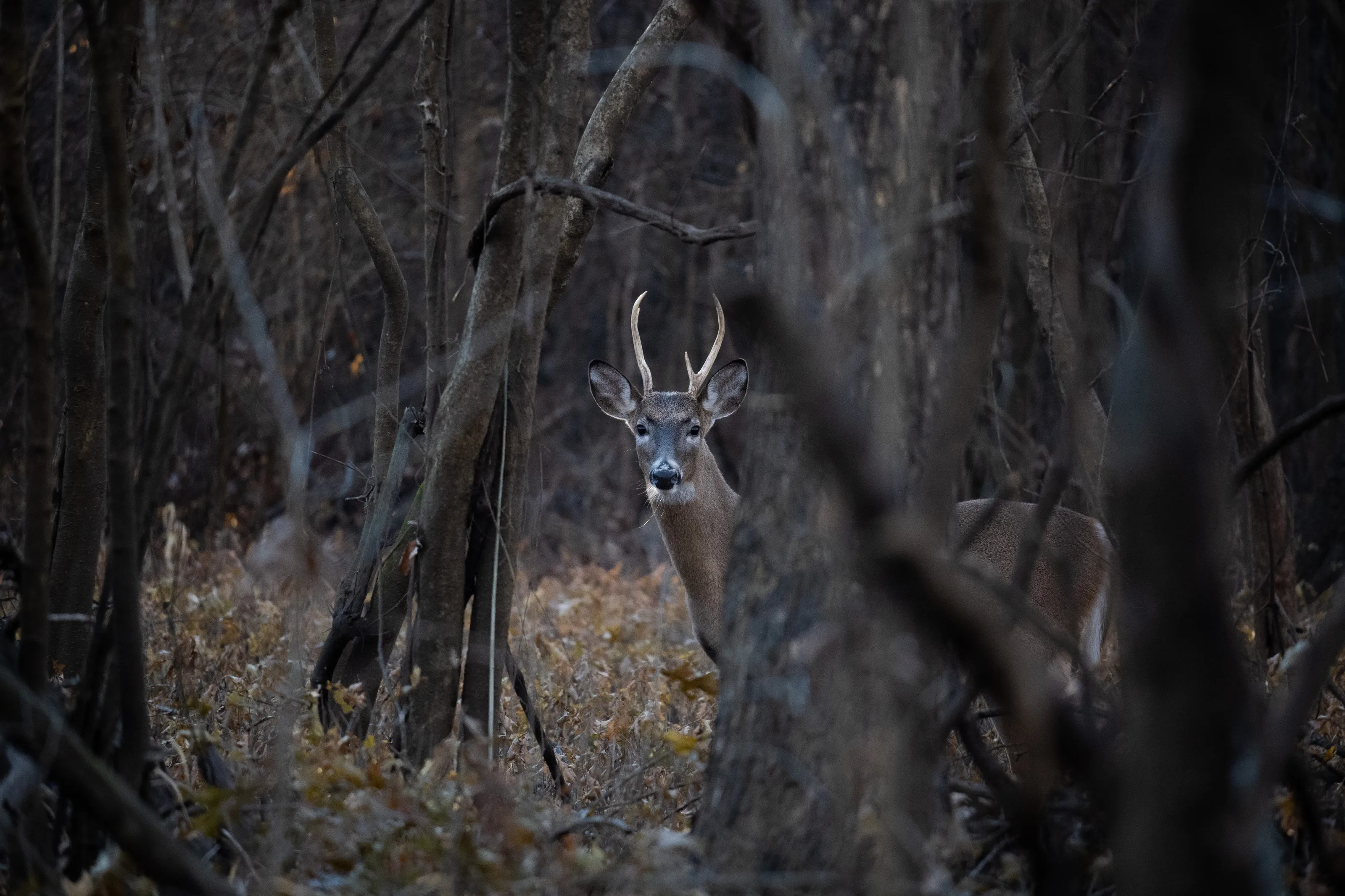 Whitetail deer