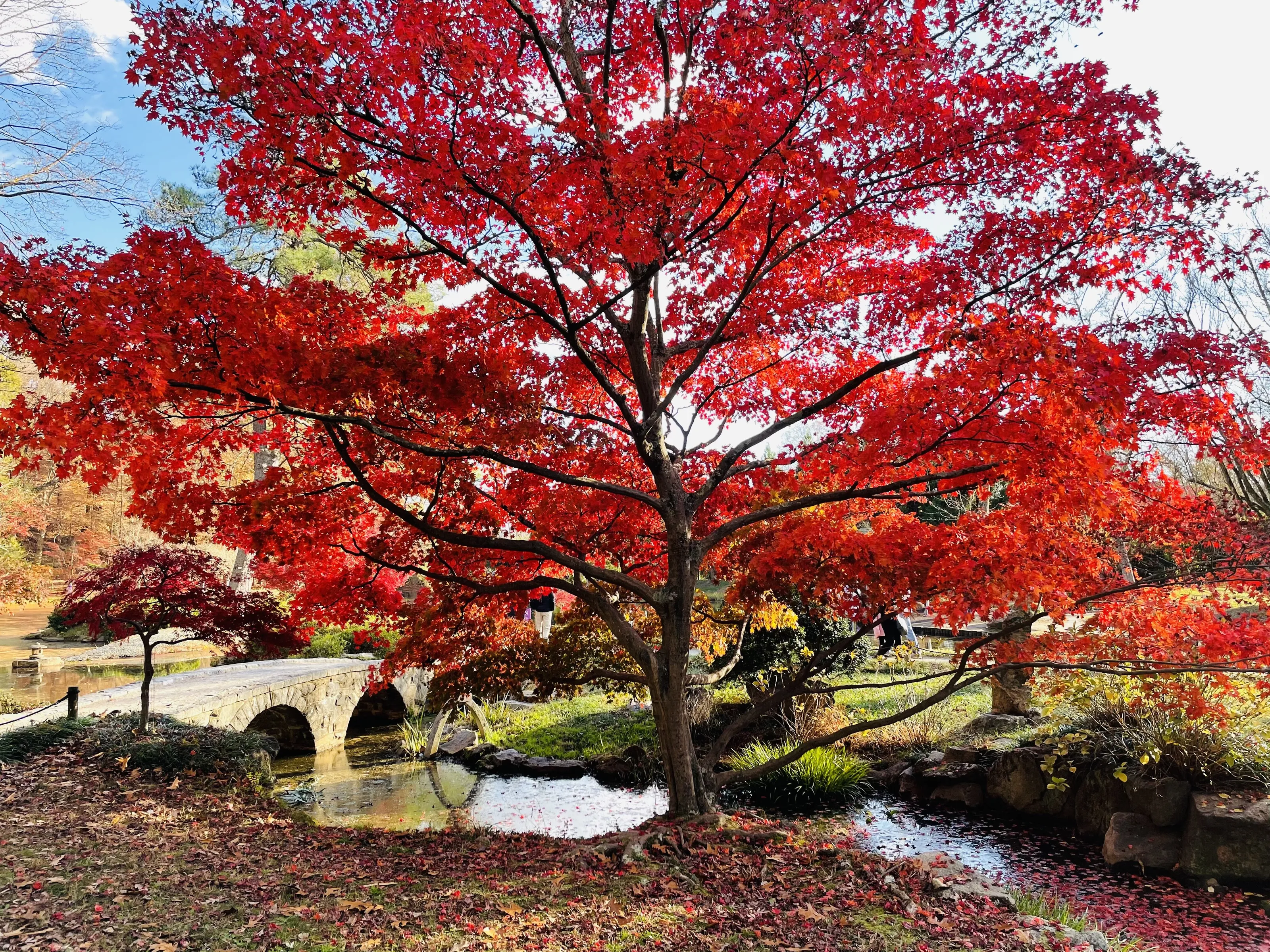 Japanese Maple